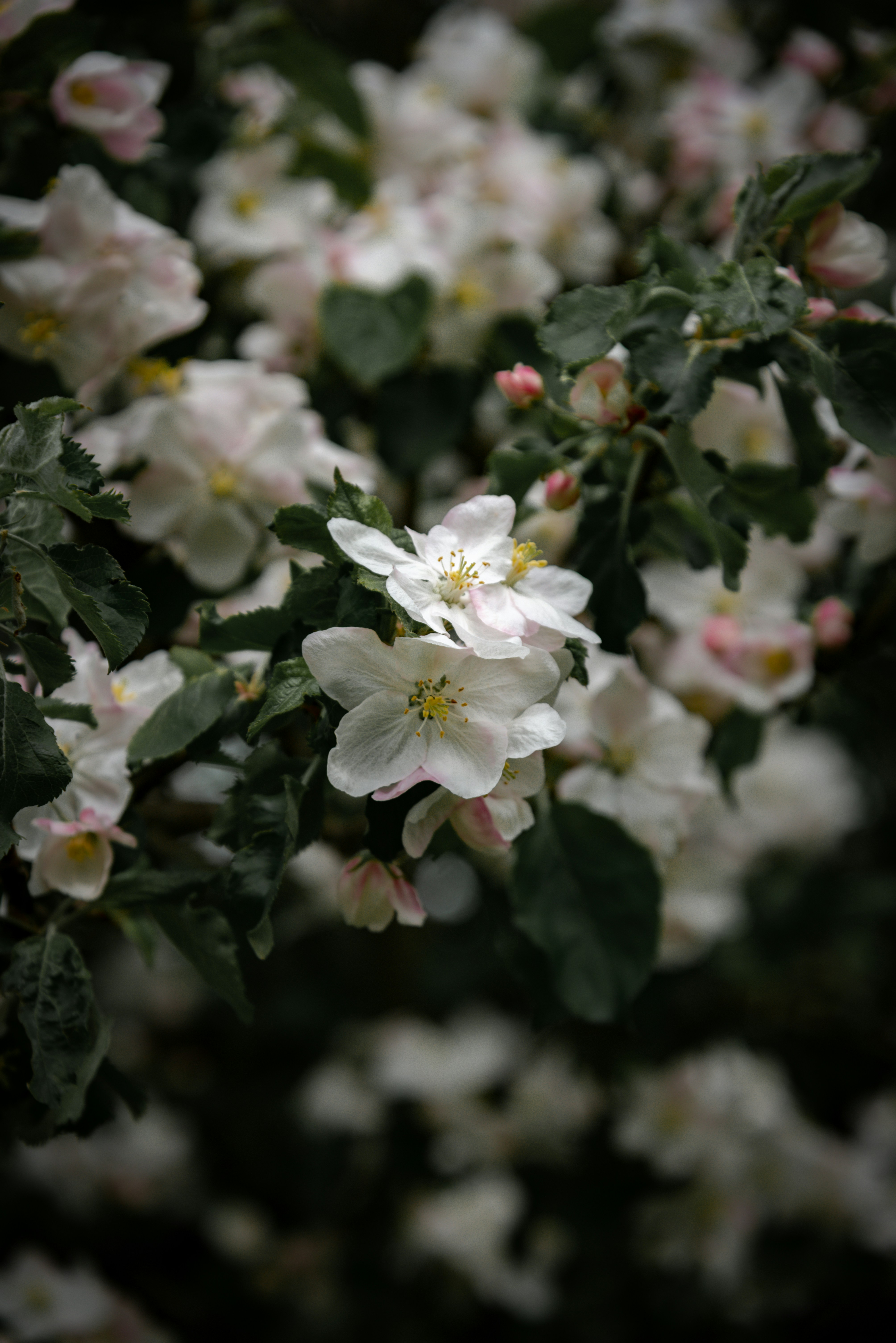 White flowers bloom on a tree branch.