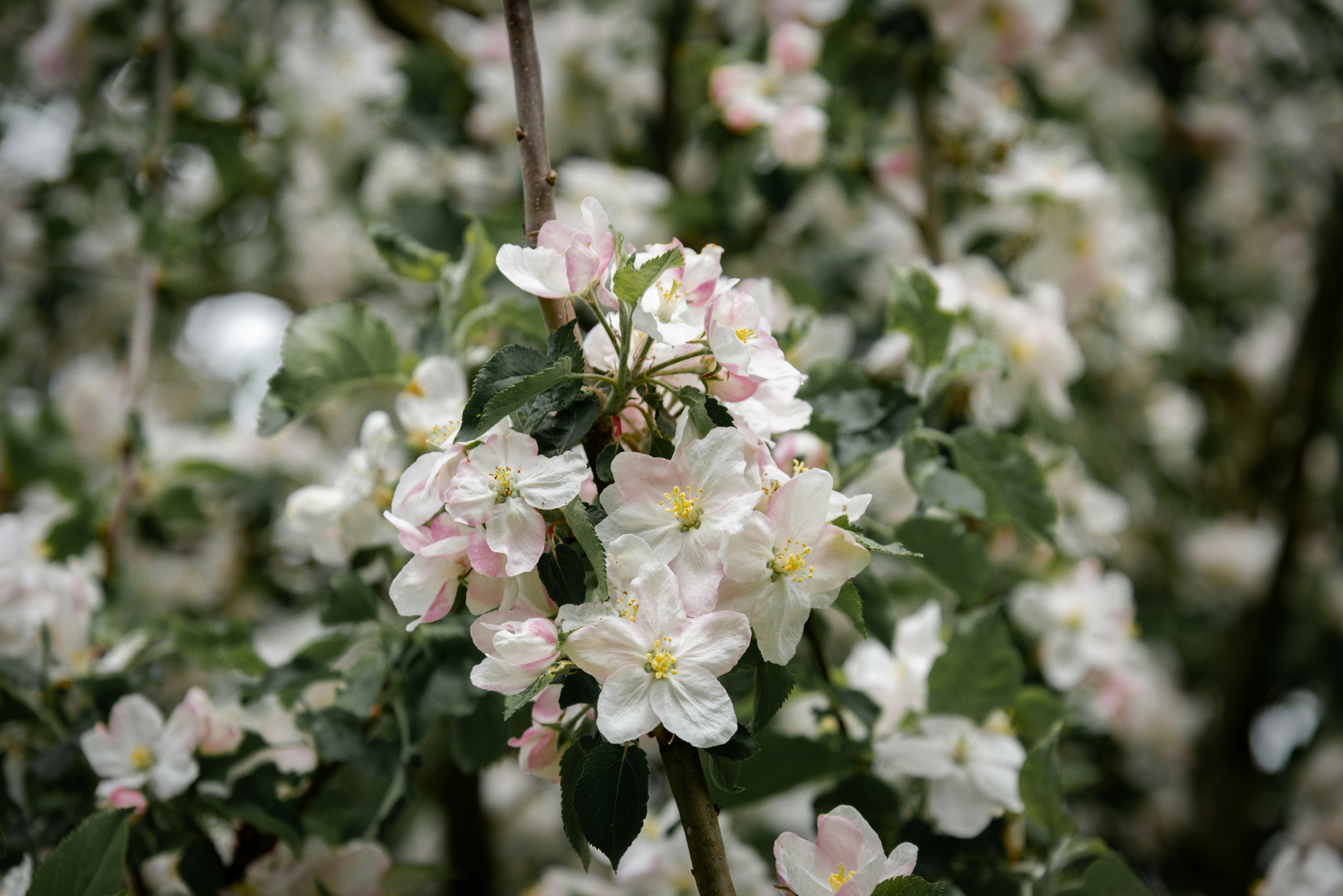 Beautiful white blossoms bloom on a tree branch.