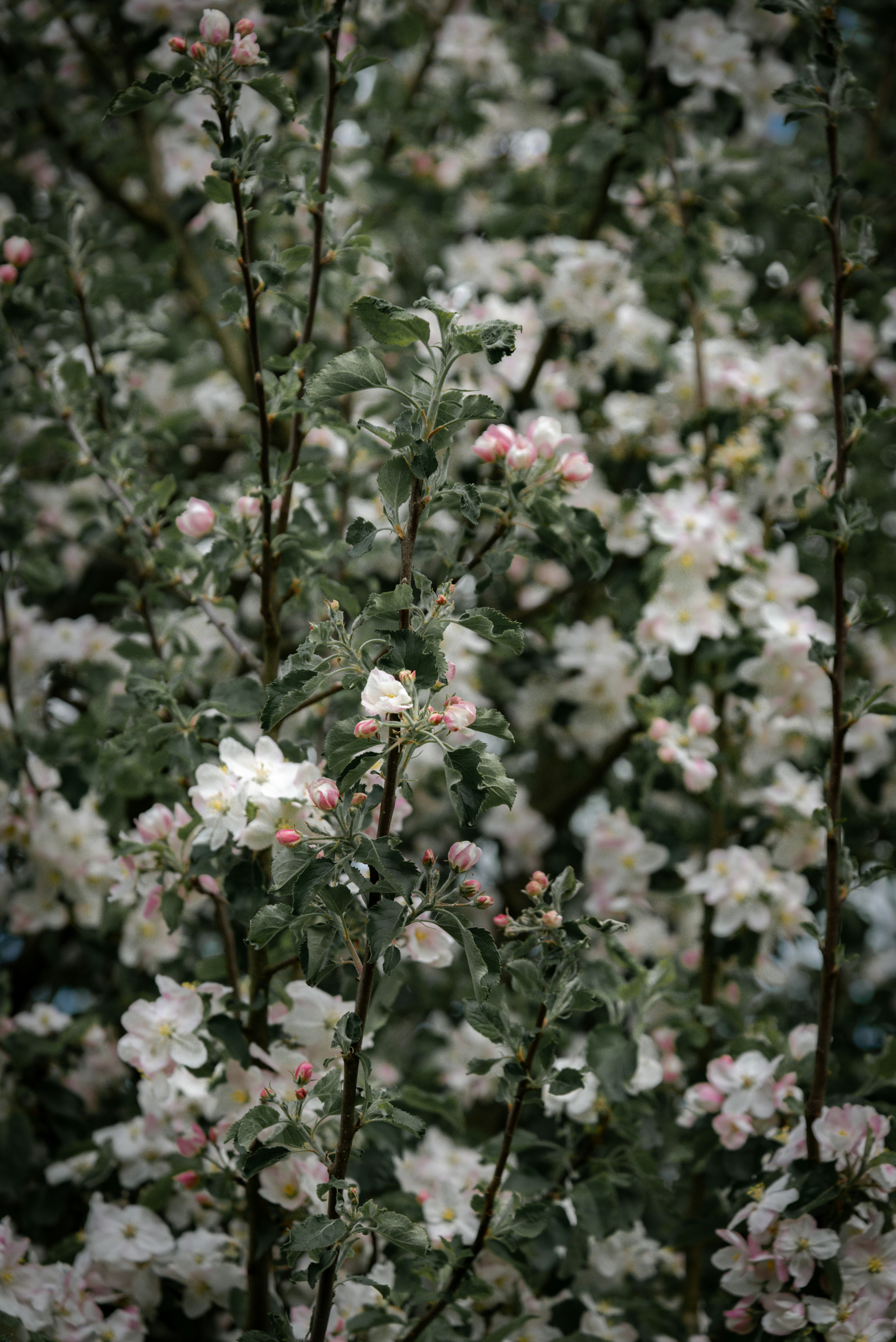 White blossoms cover the tree branches.