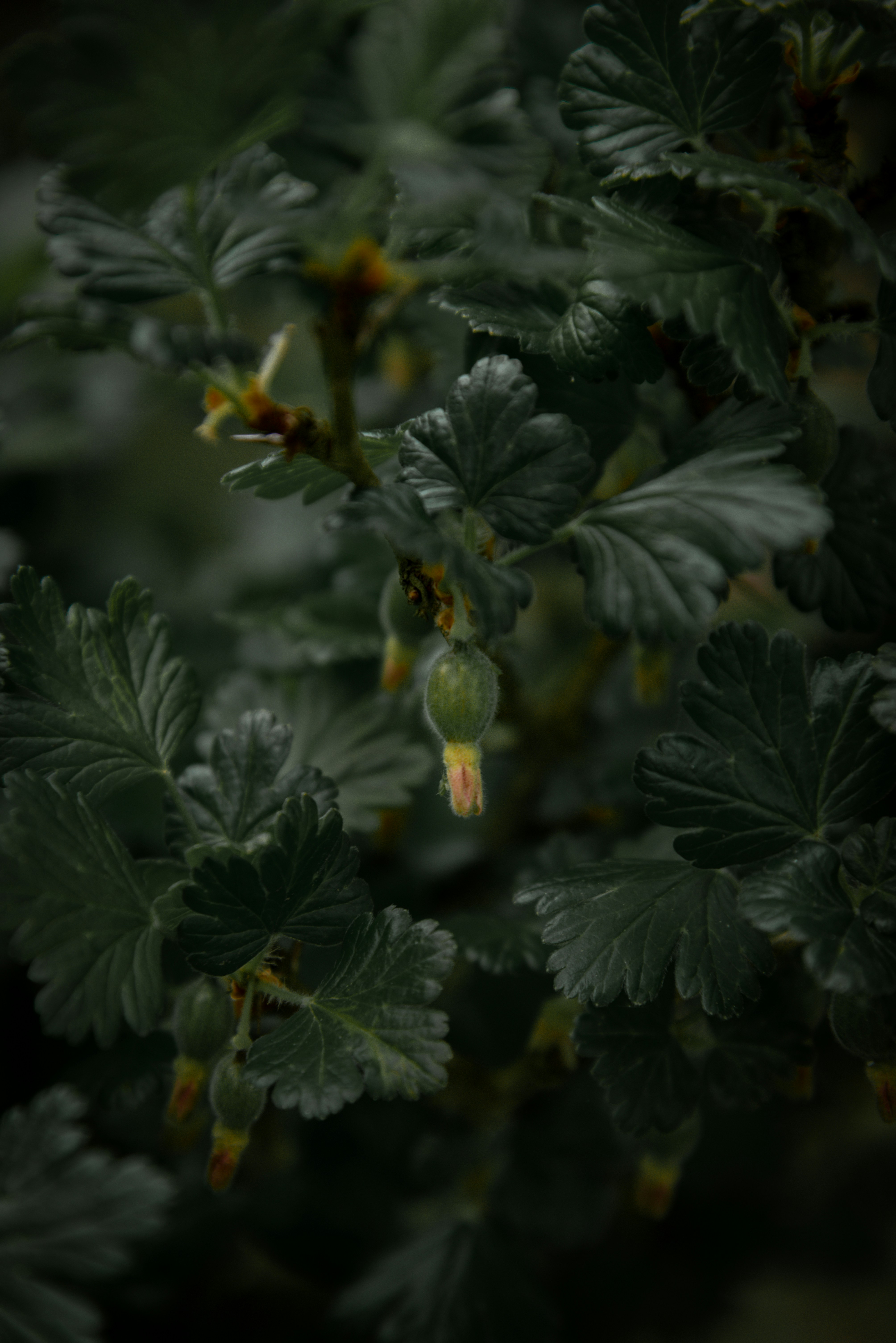 Green gooseberry fruit and leaves are shown.
