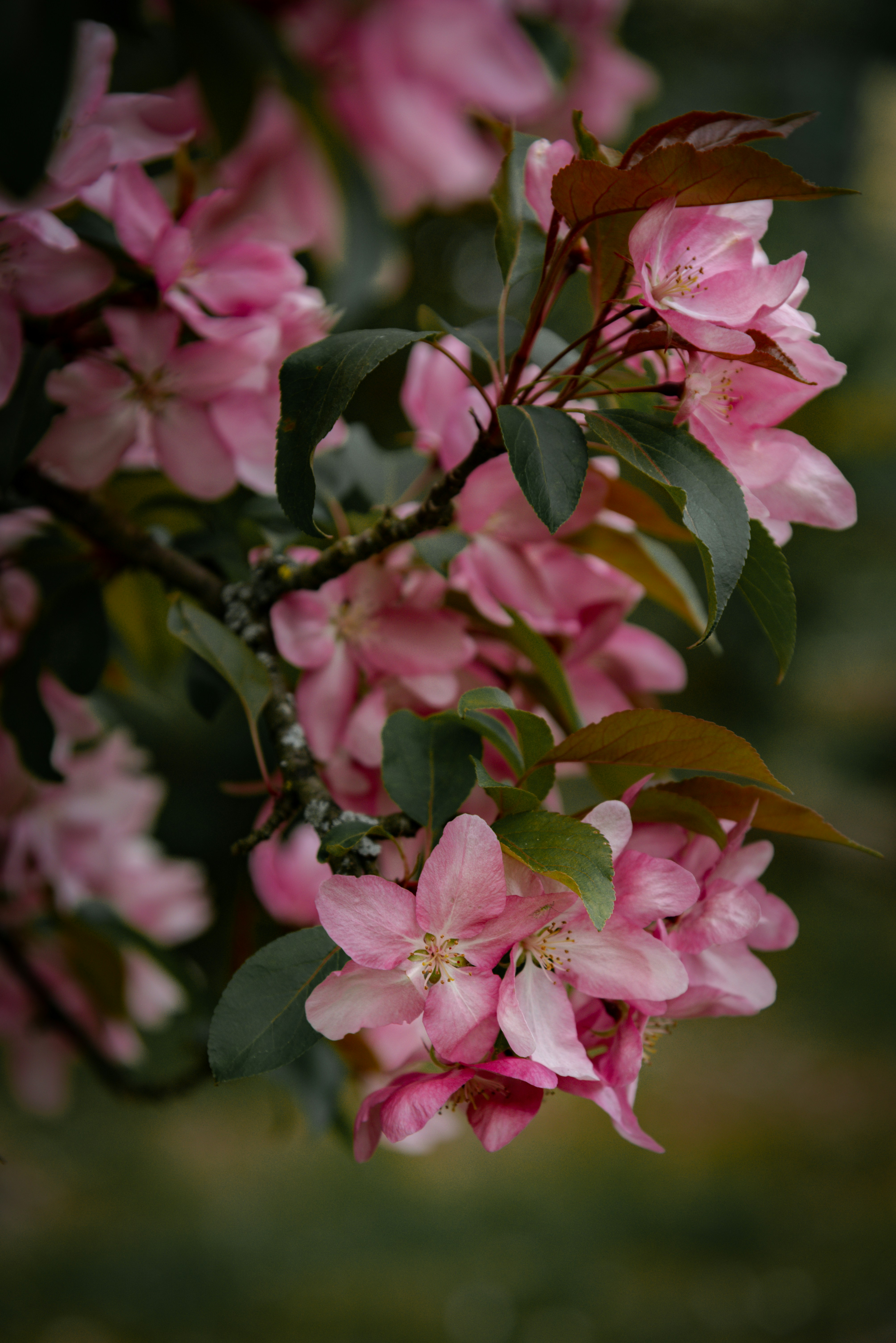 Pink blossoms bloom on a branch.
