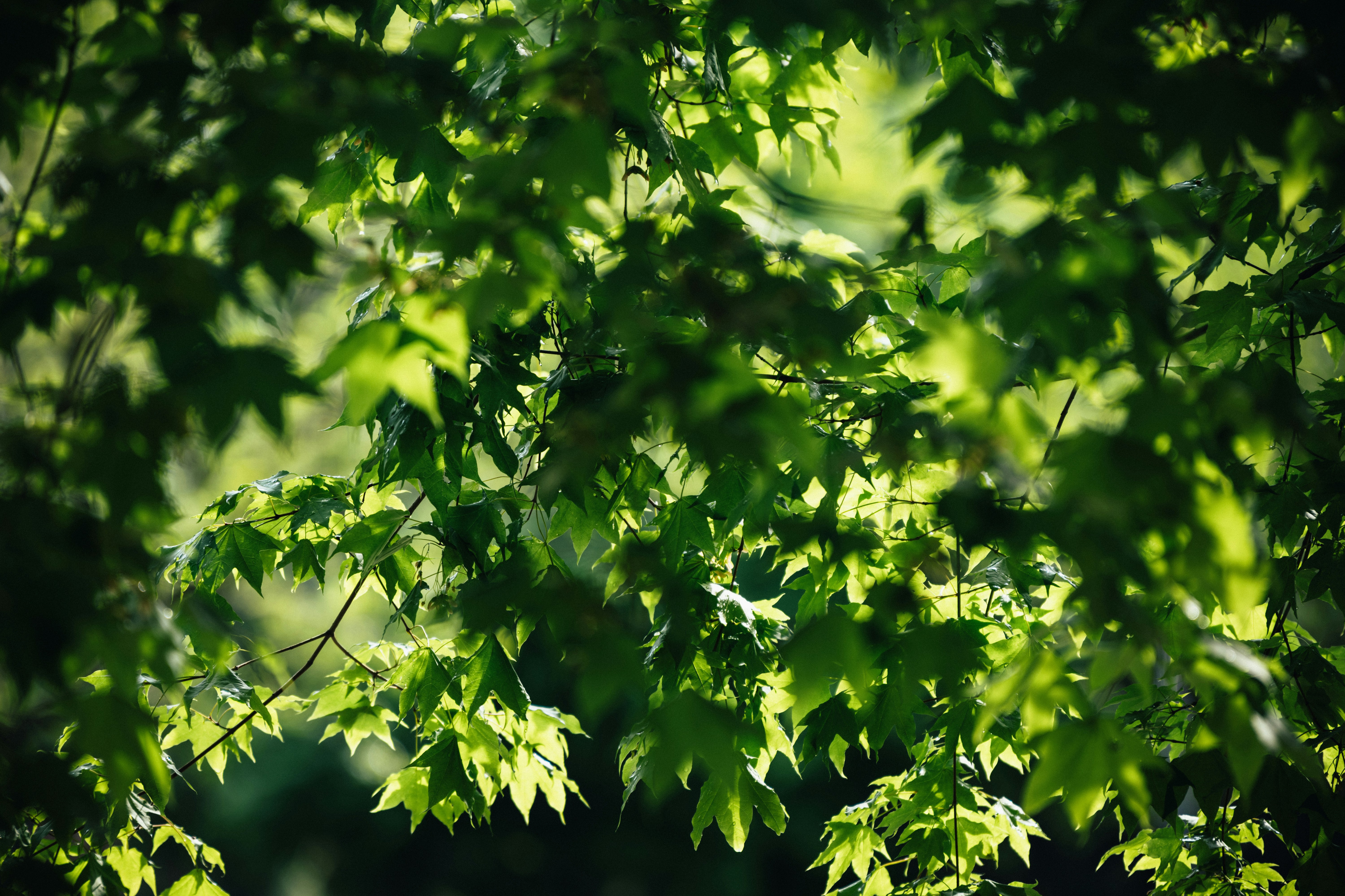 Photo by summerobelisk