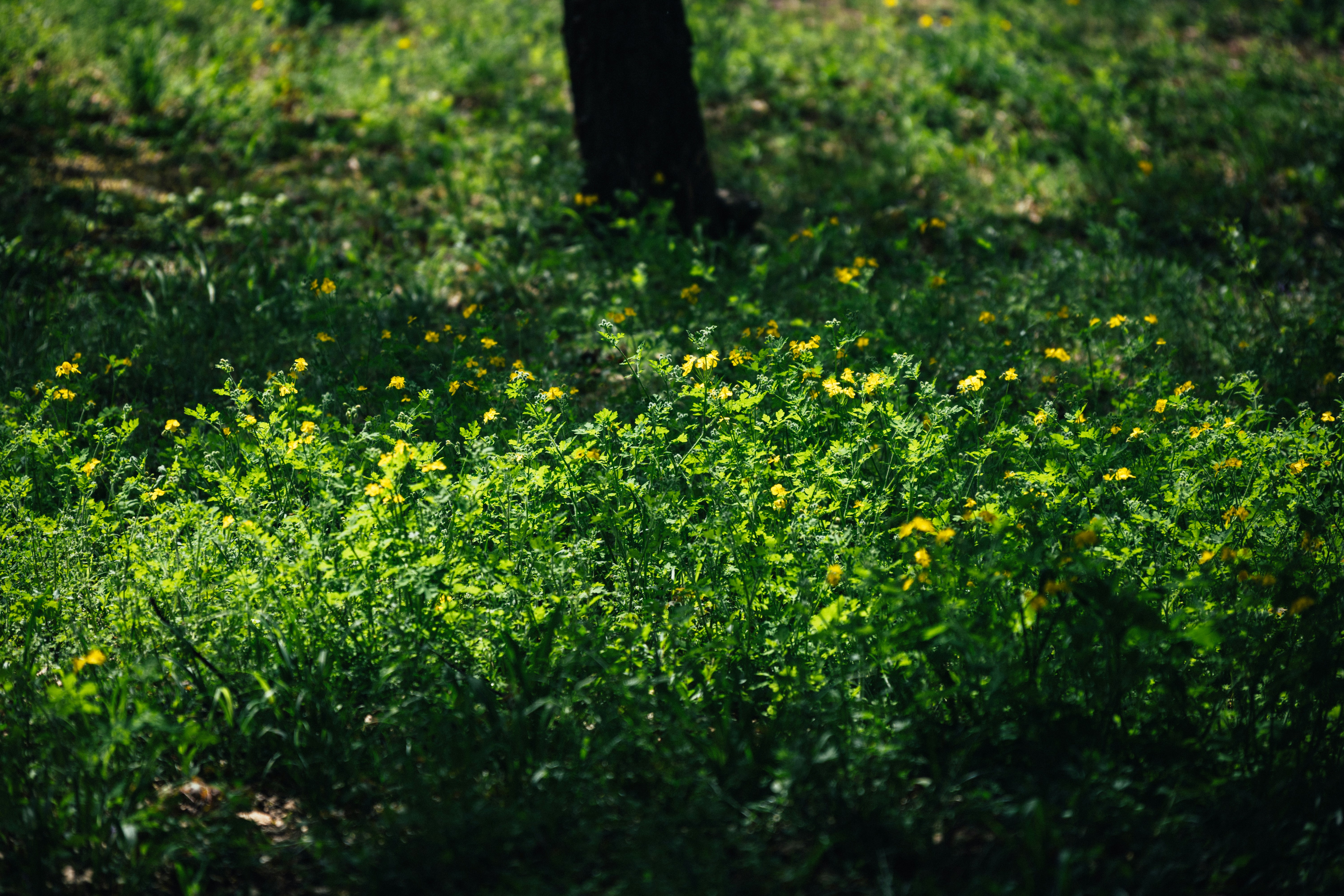 Photo by summerobelisk