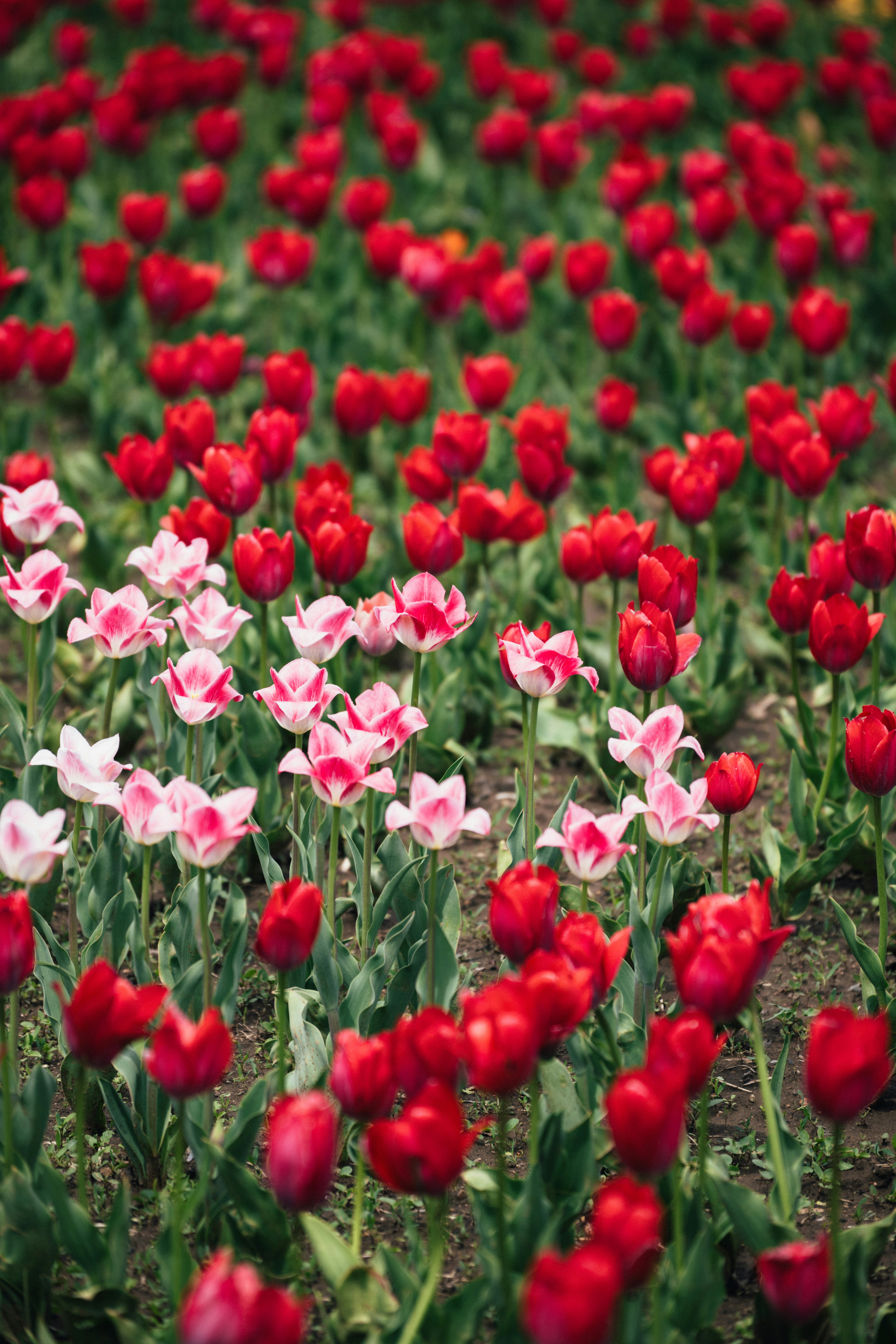 Photo by summerobelisk