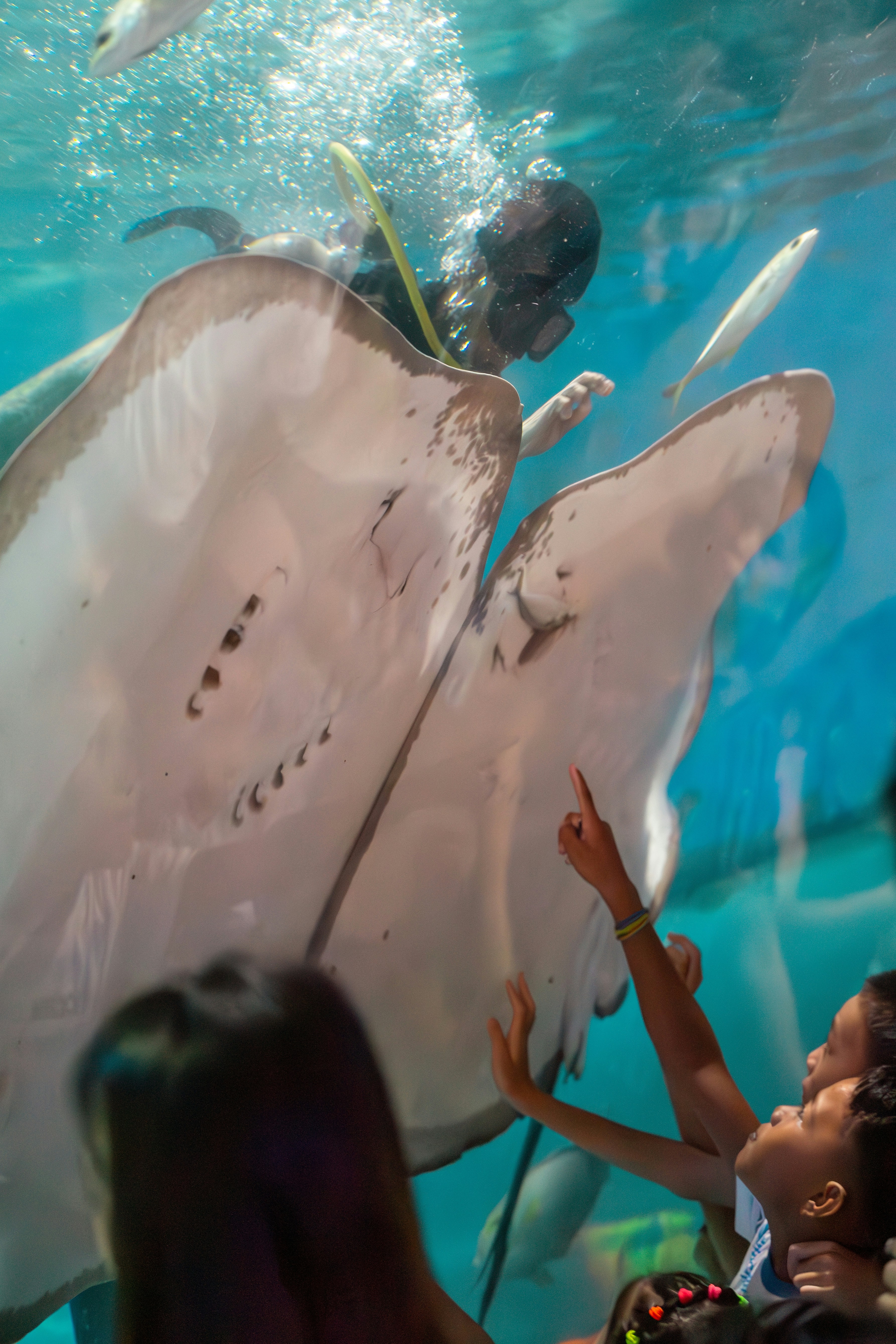 Manila Ocean Park photo 2