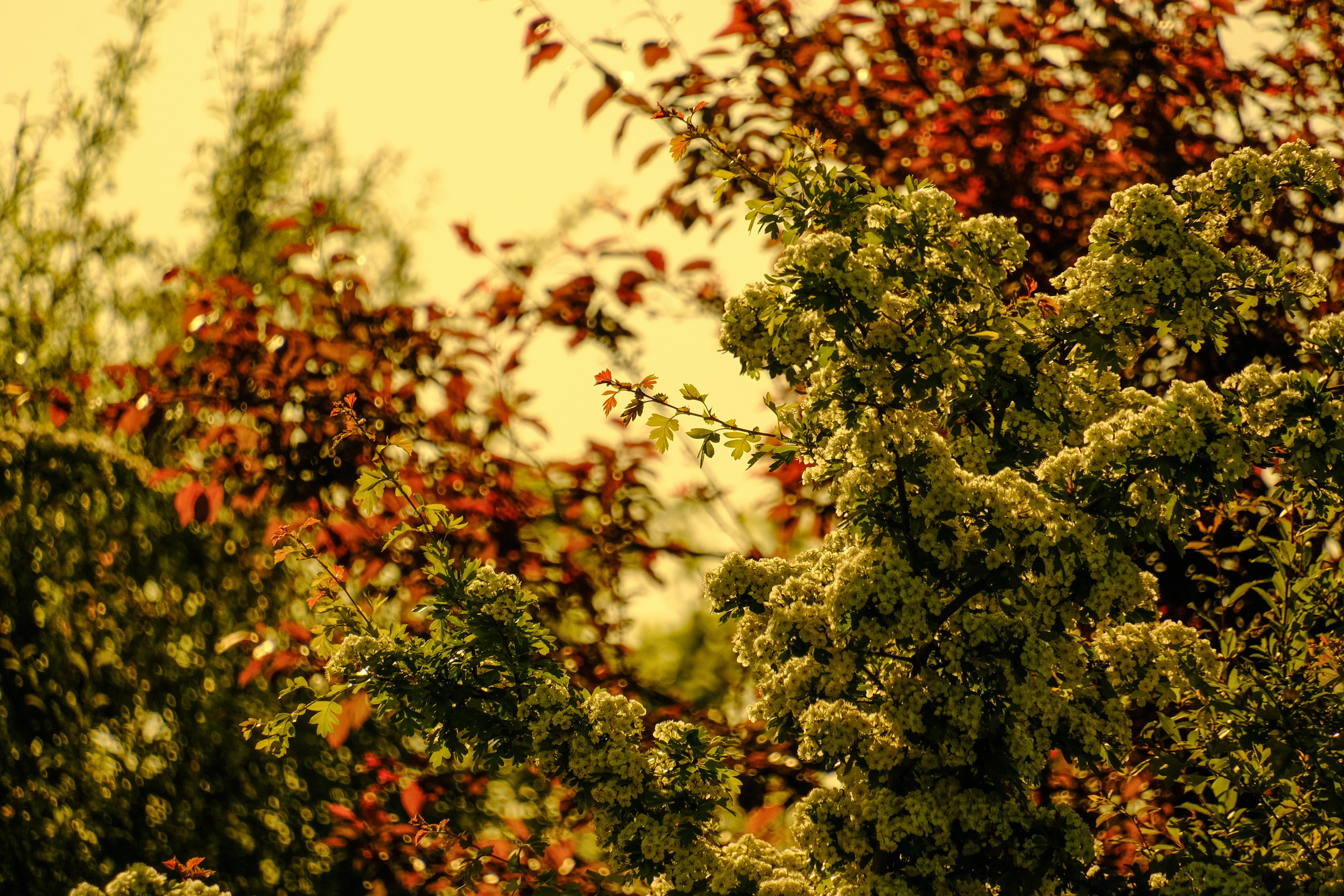 Photo by grievek1610begur