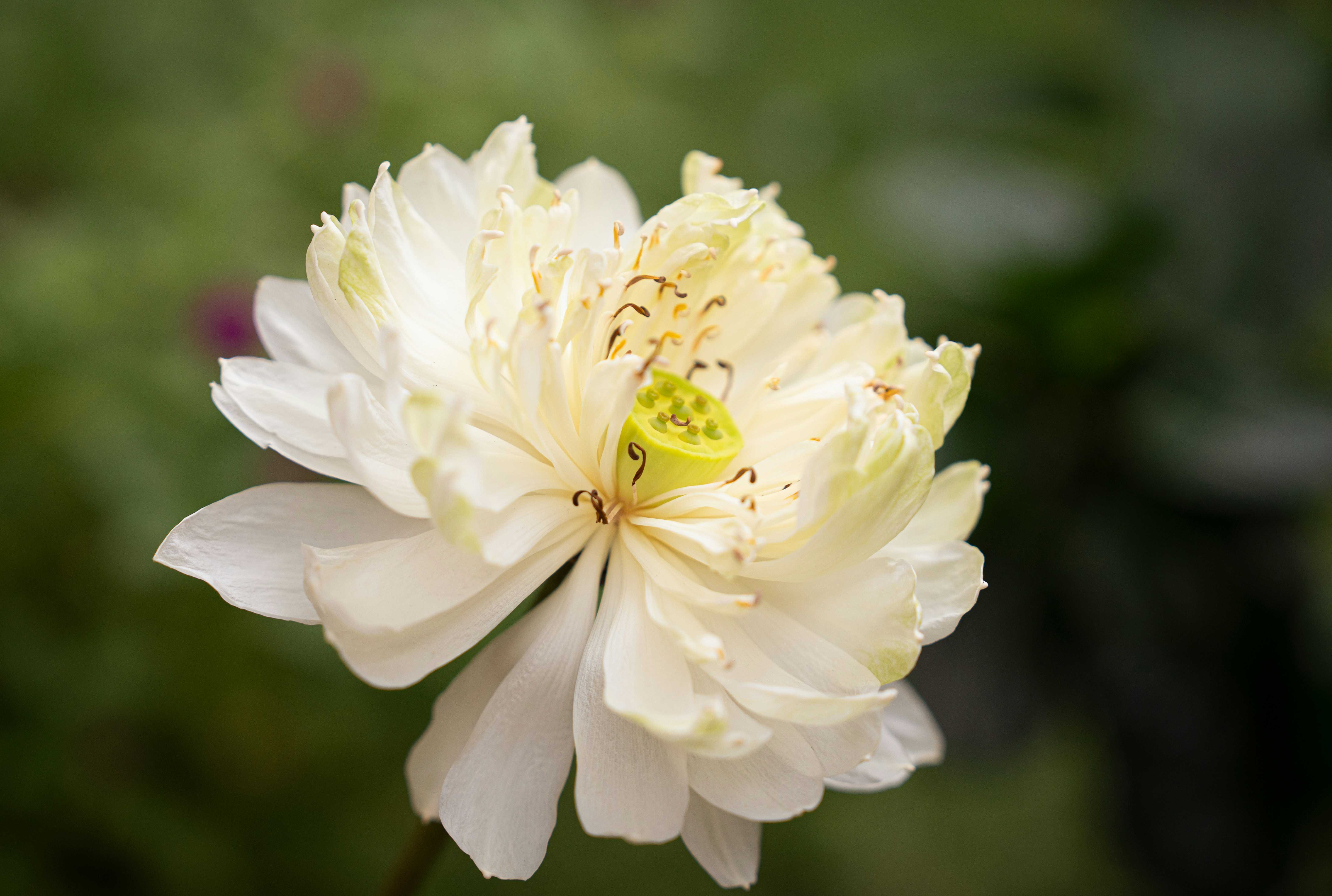 Photo by tlamtran_11