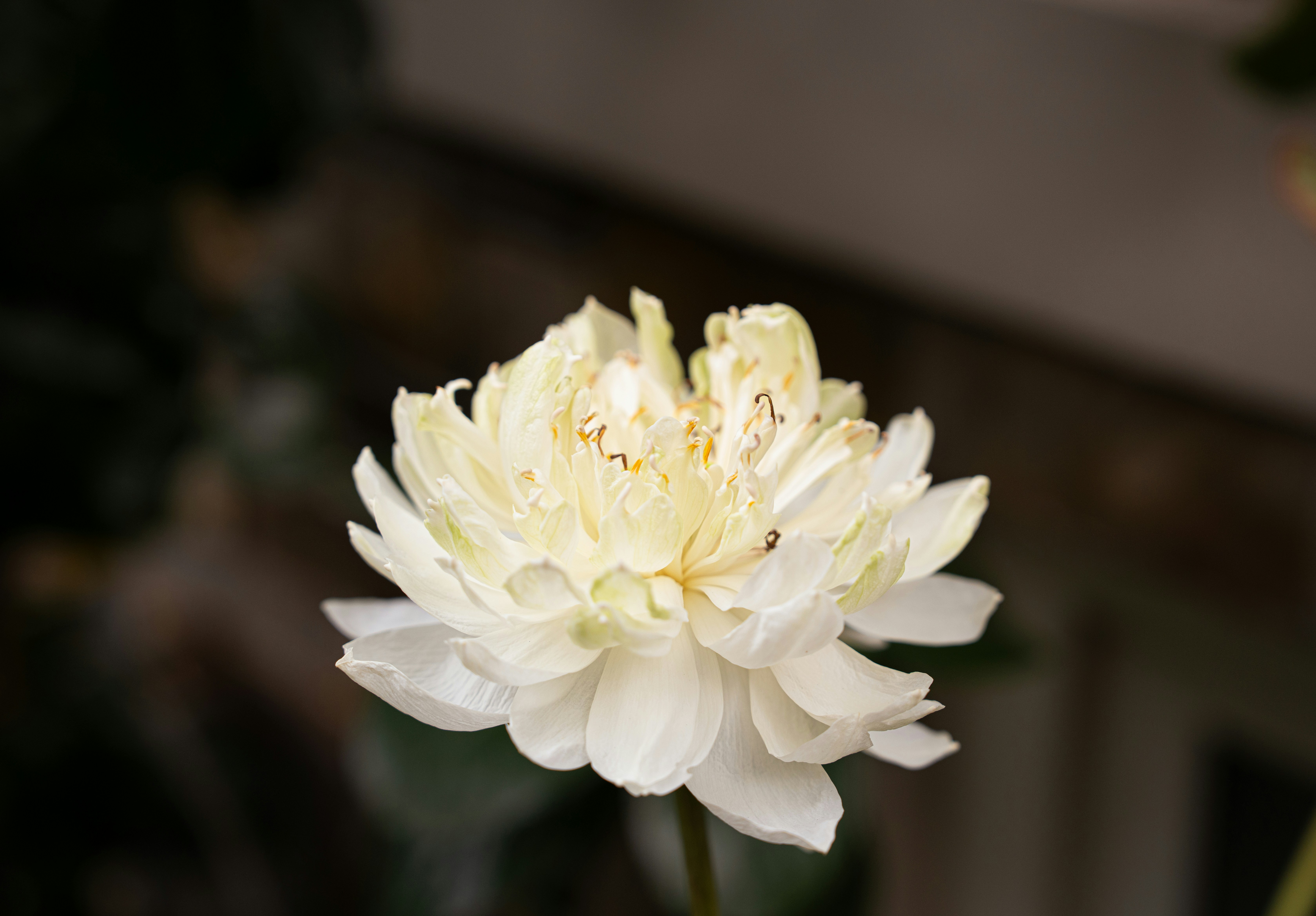 Photo by tlamtran_11