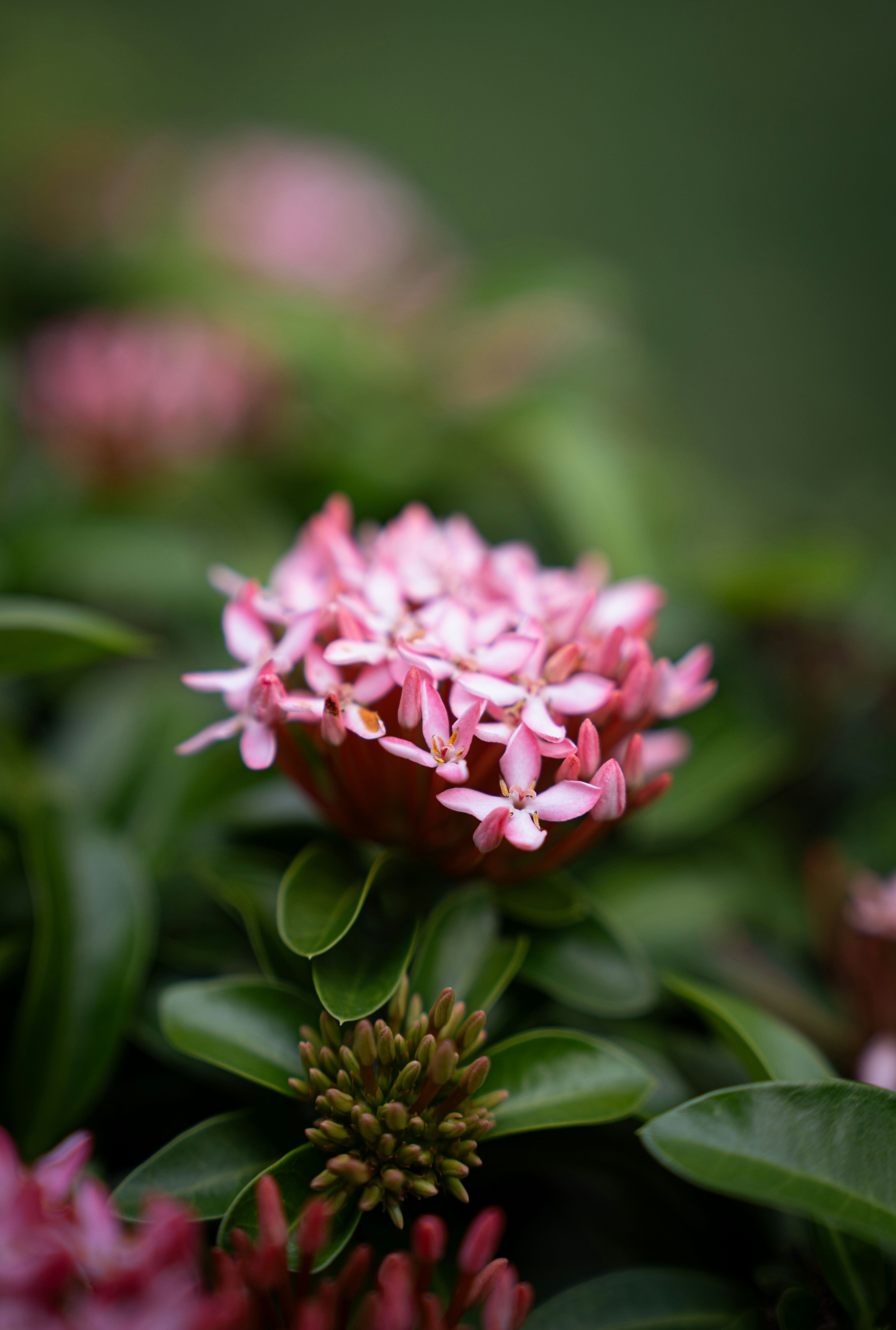 Photo by tlamtran_11