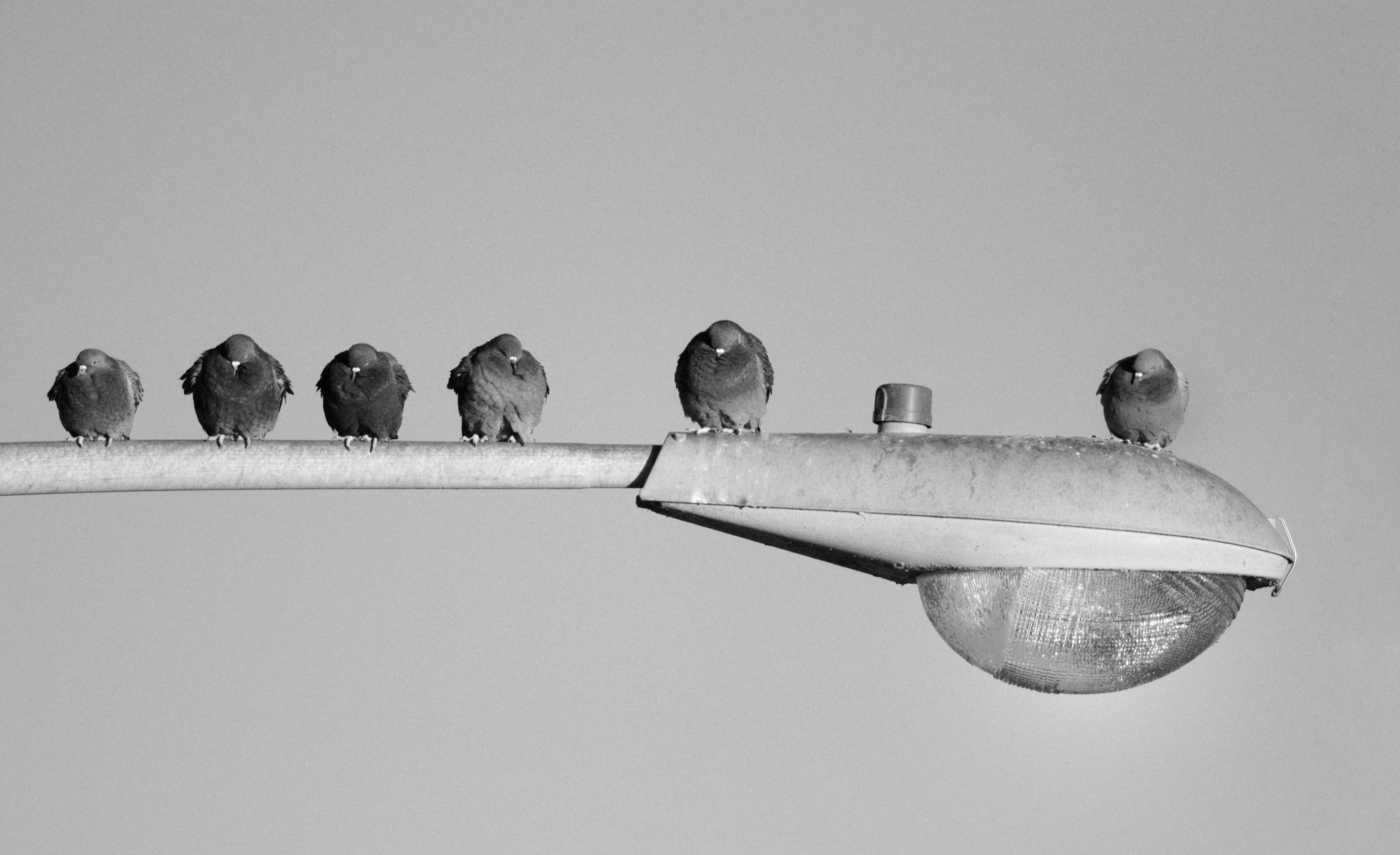 Pigeons perch on a street light.
