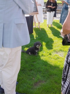 A cute dog sits on the green grass.