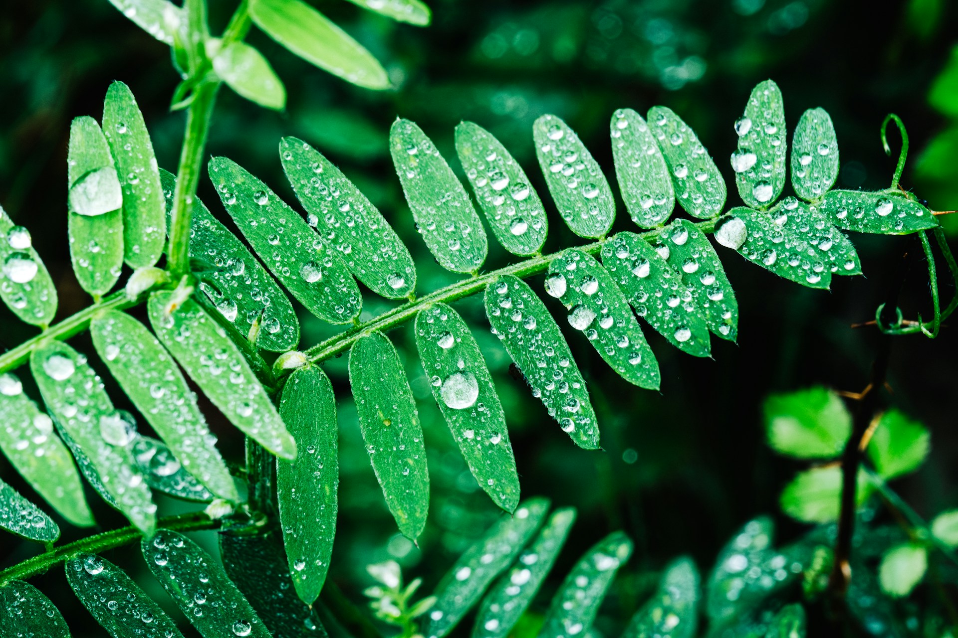 Dewdrops glisten on vibrant green leaves.