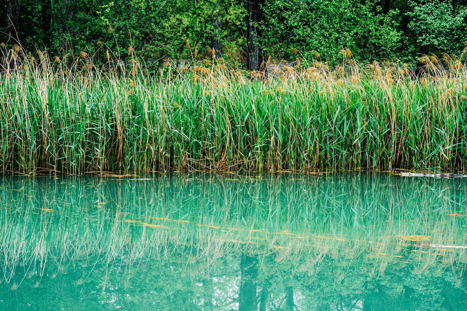 Water reflects tall grass and lush green trees.