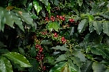 Coffee berries growing on a leafy branch.