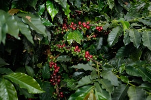 Coffee berries growing on a leafy branch.