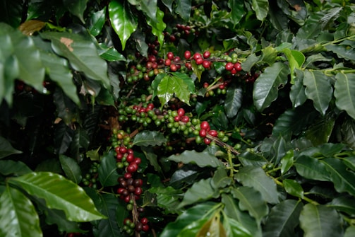 Coffee berries growing on a leafy branch.