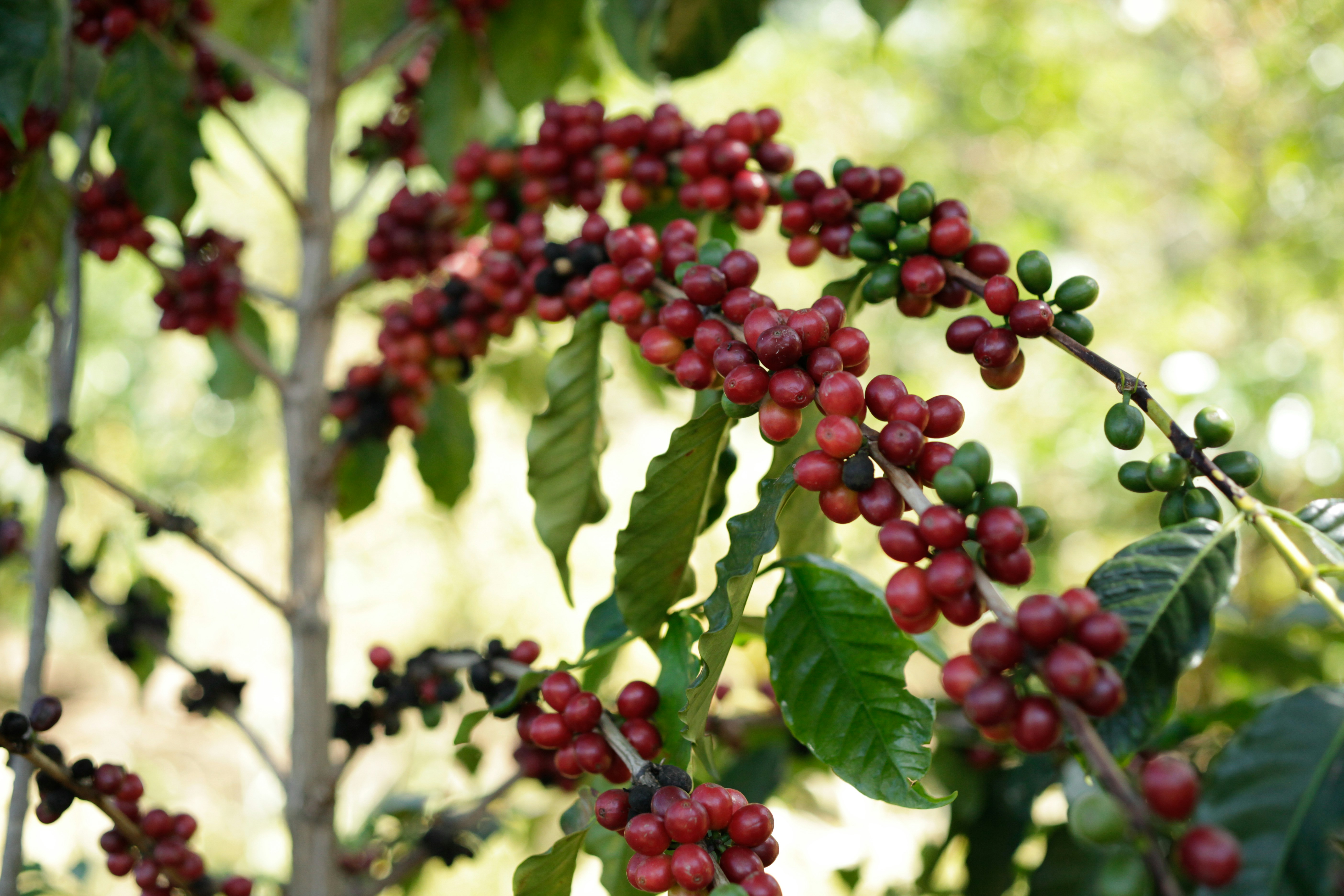 Photo by projetocafegatomourisco