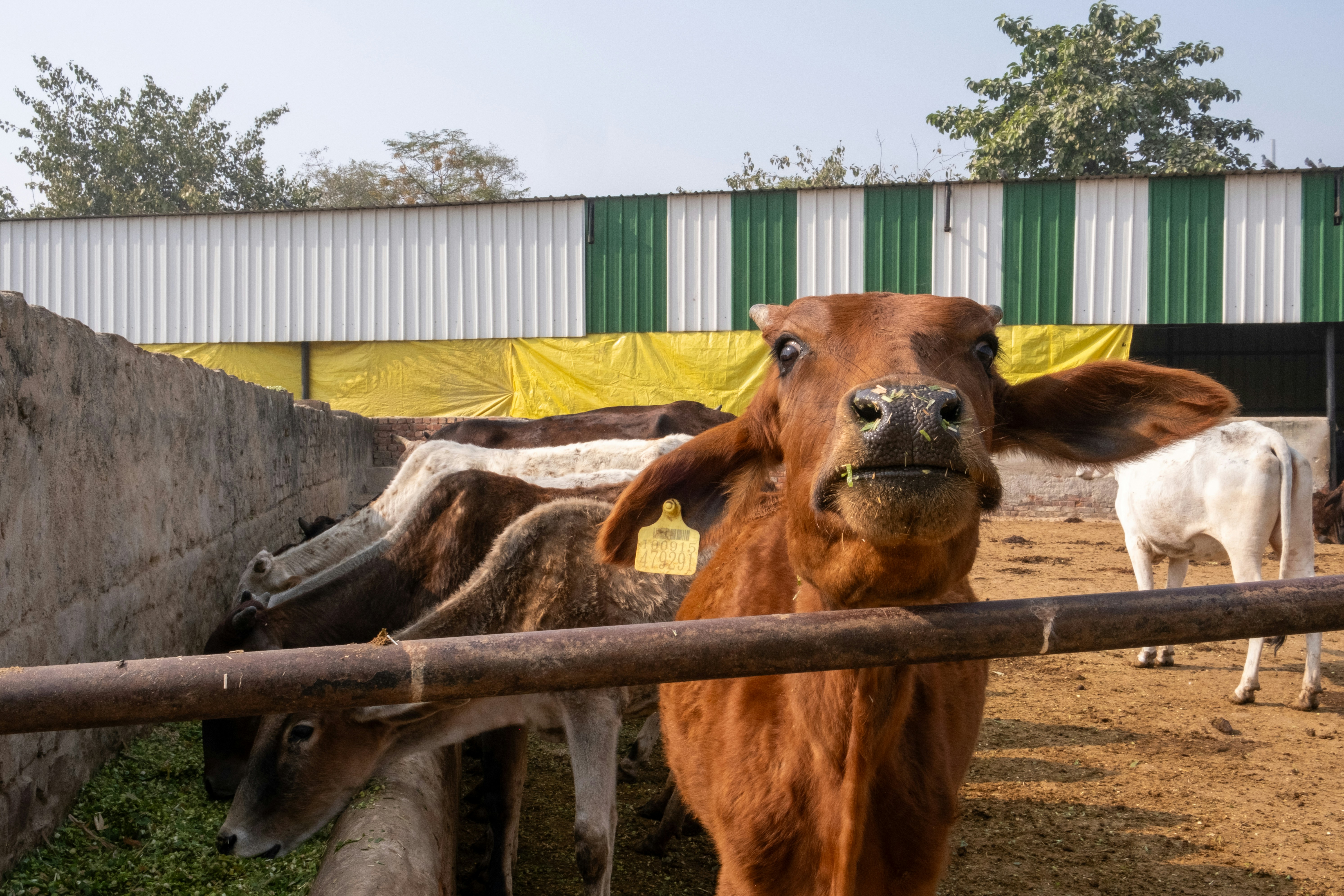 A curious brown cow looks directly at the camera.
