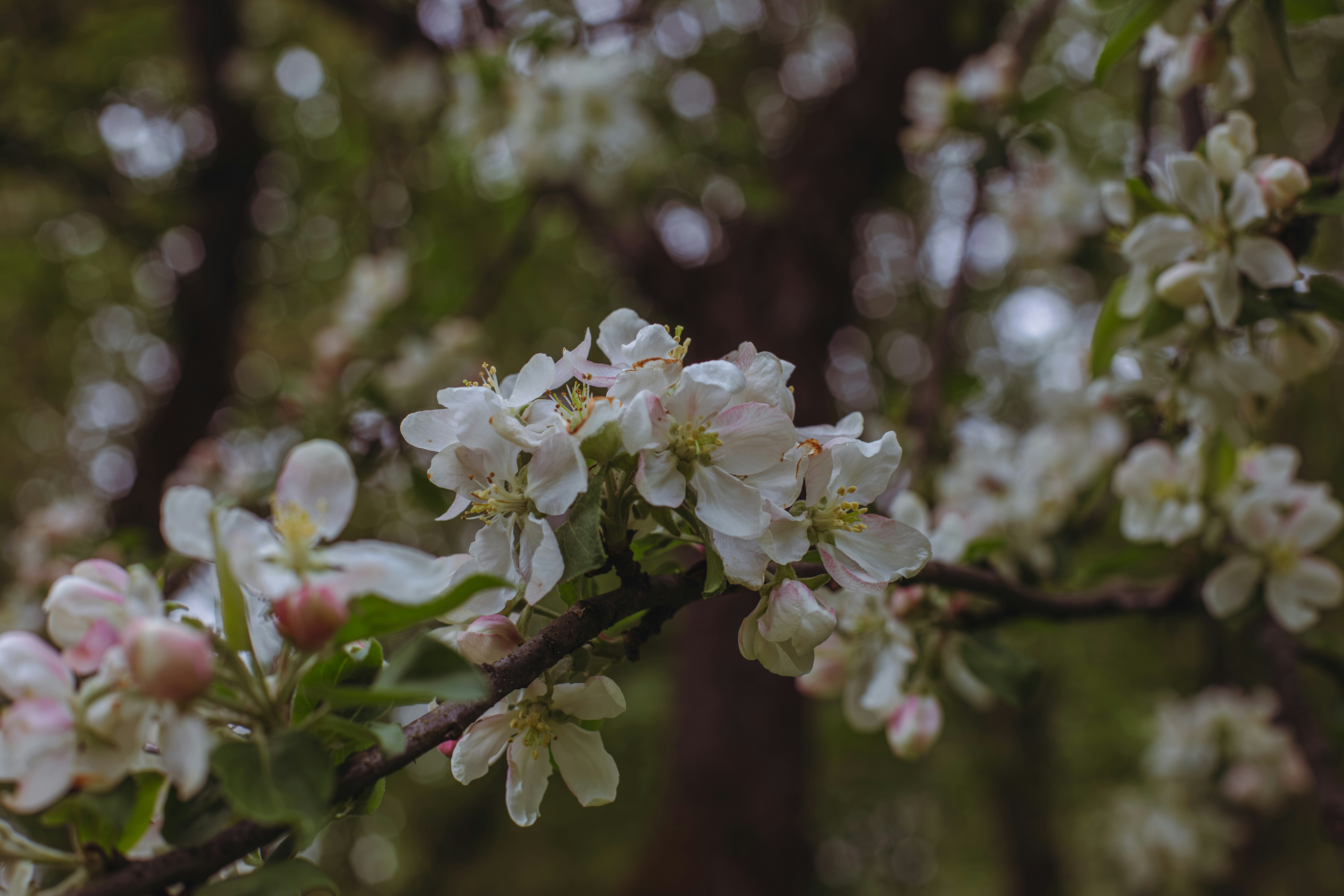 Photo by goordoon
