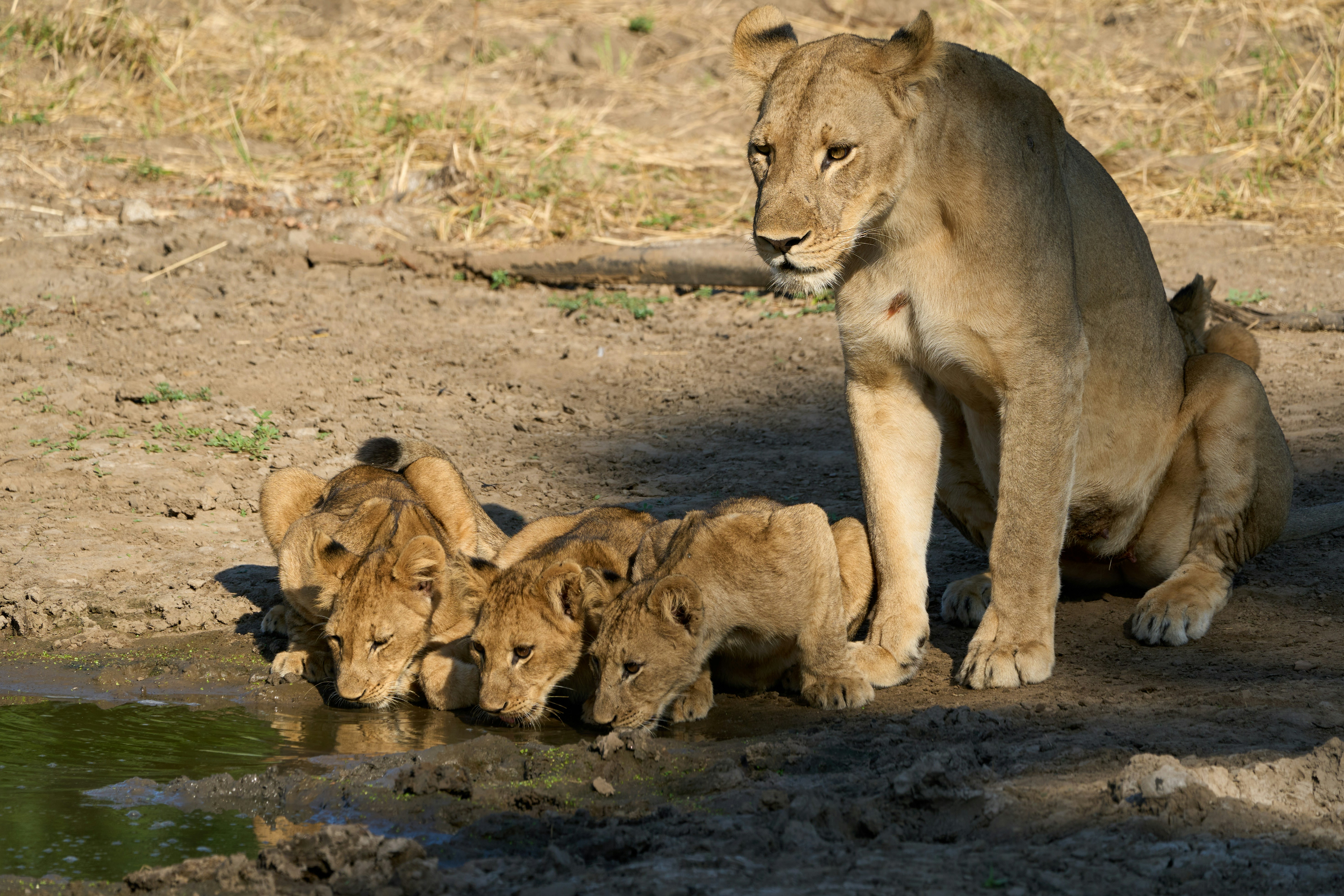 Lion cubs with mom drinking in the Lower Zambezi National Park, Zambia
