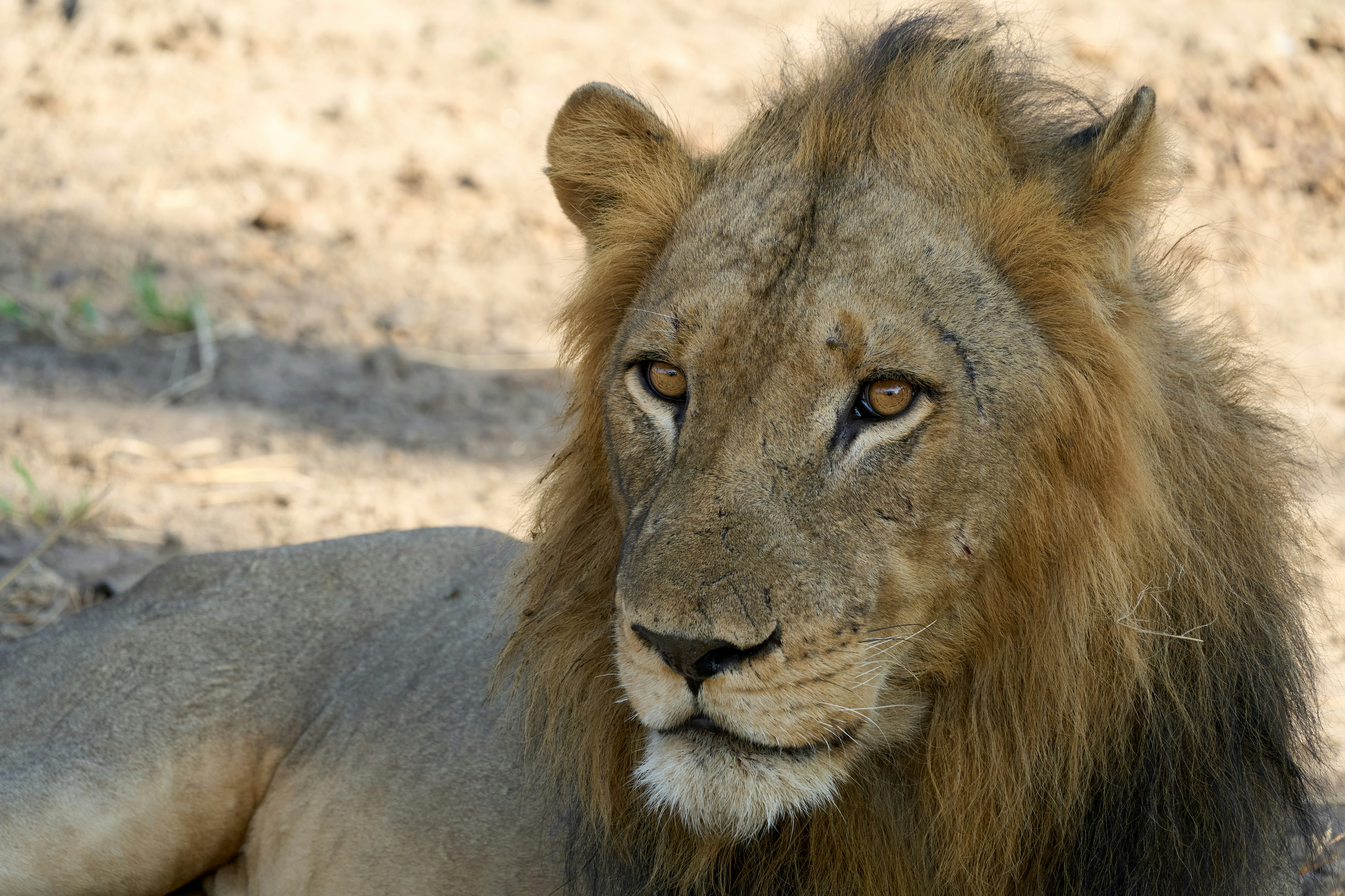Male lion in the Lower Zambezi National Park, Zambia
