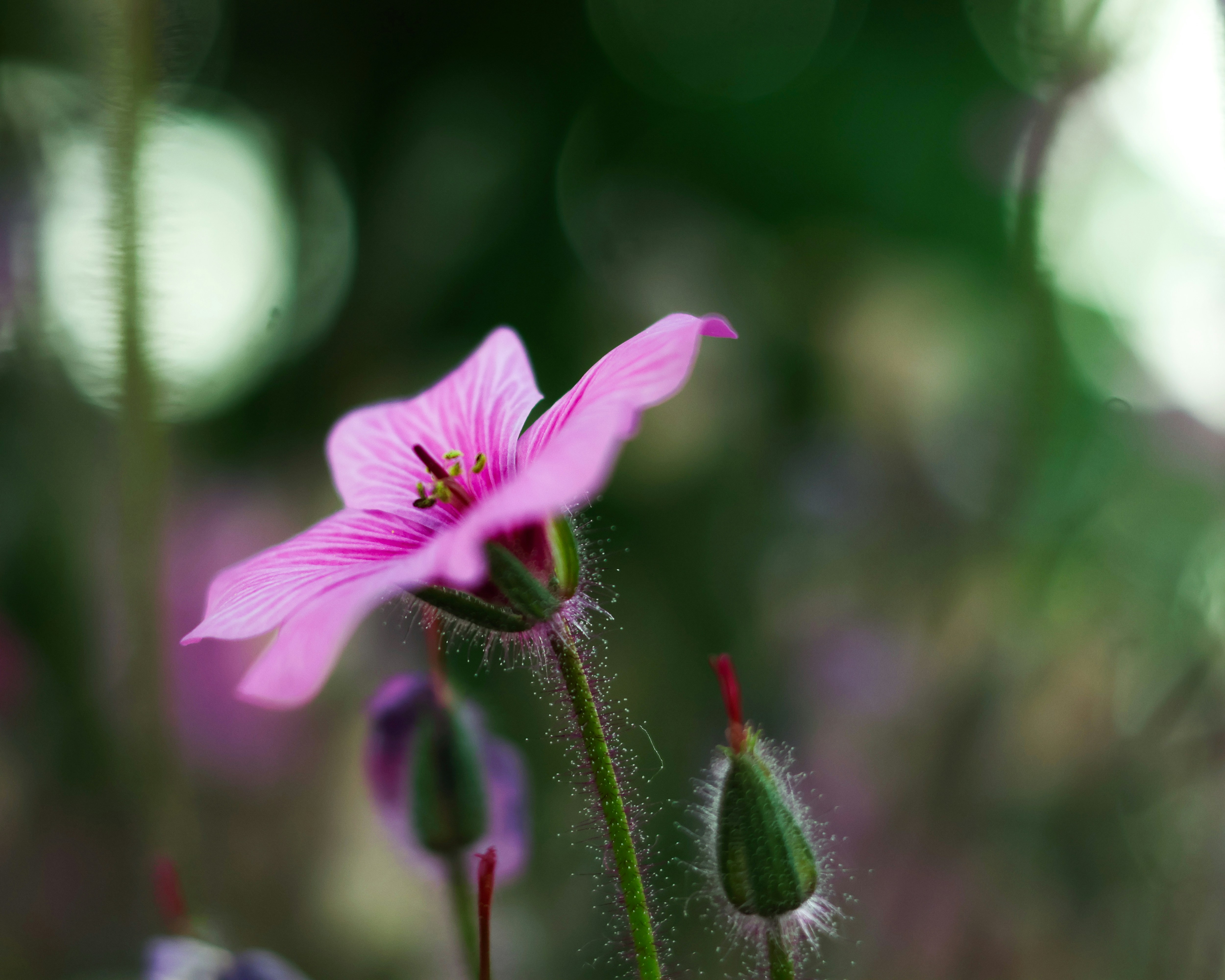 Photo by mooooser