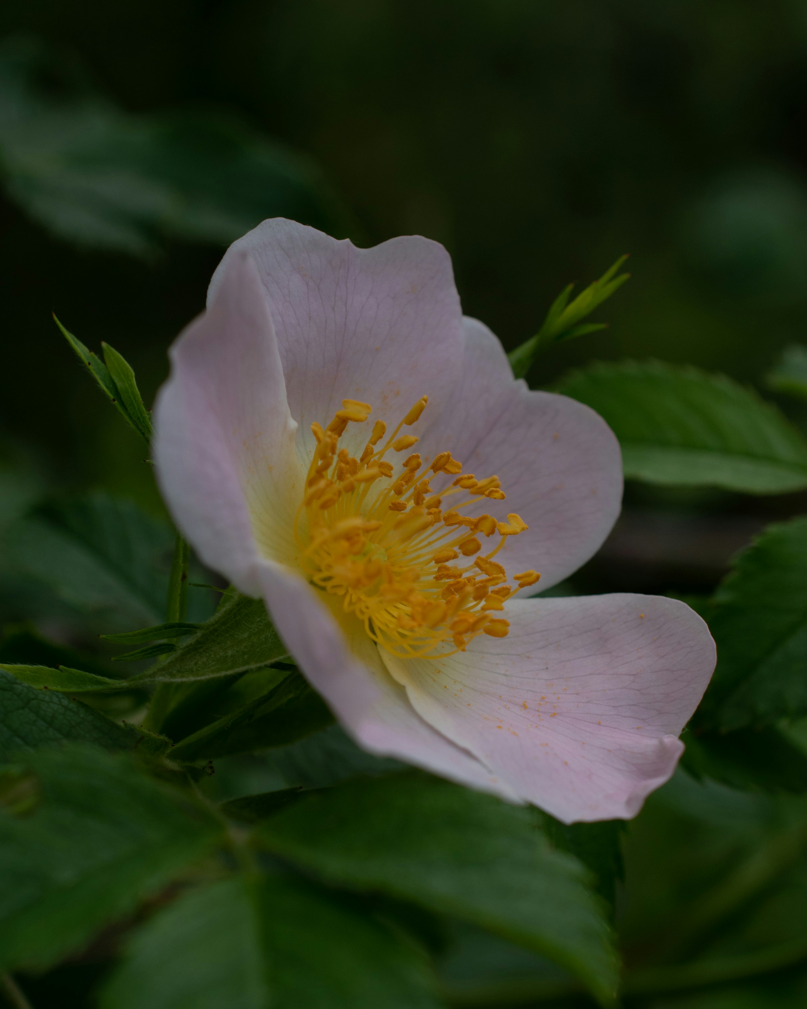 Photo by vjeblackbirdlion