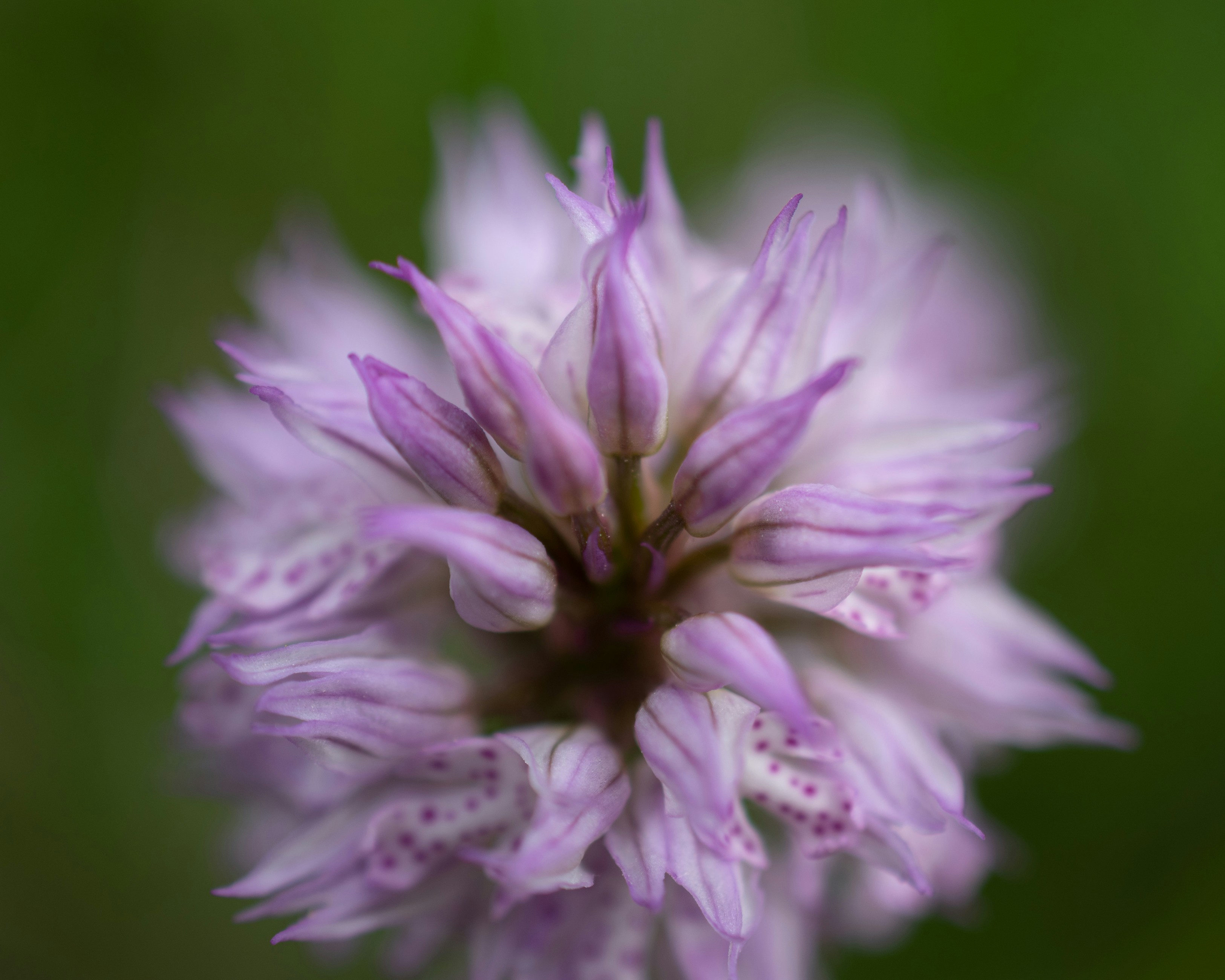 Photo by vjeblackbirdlion