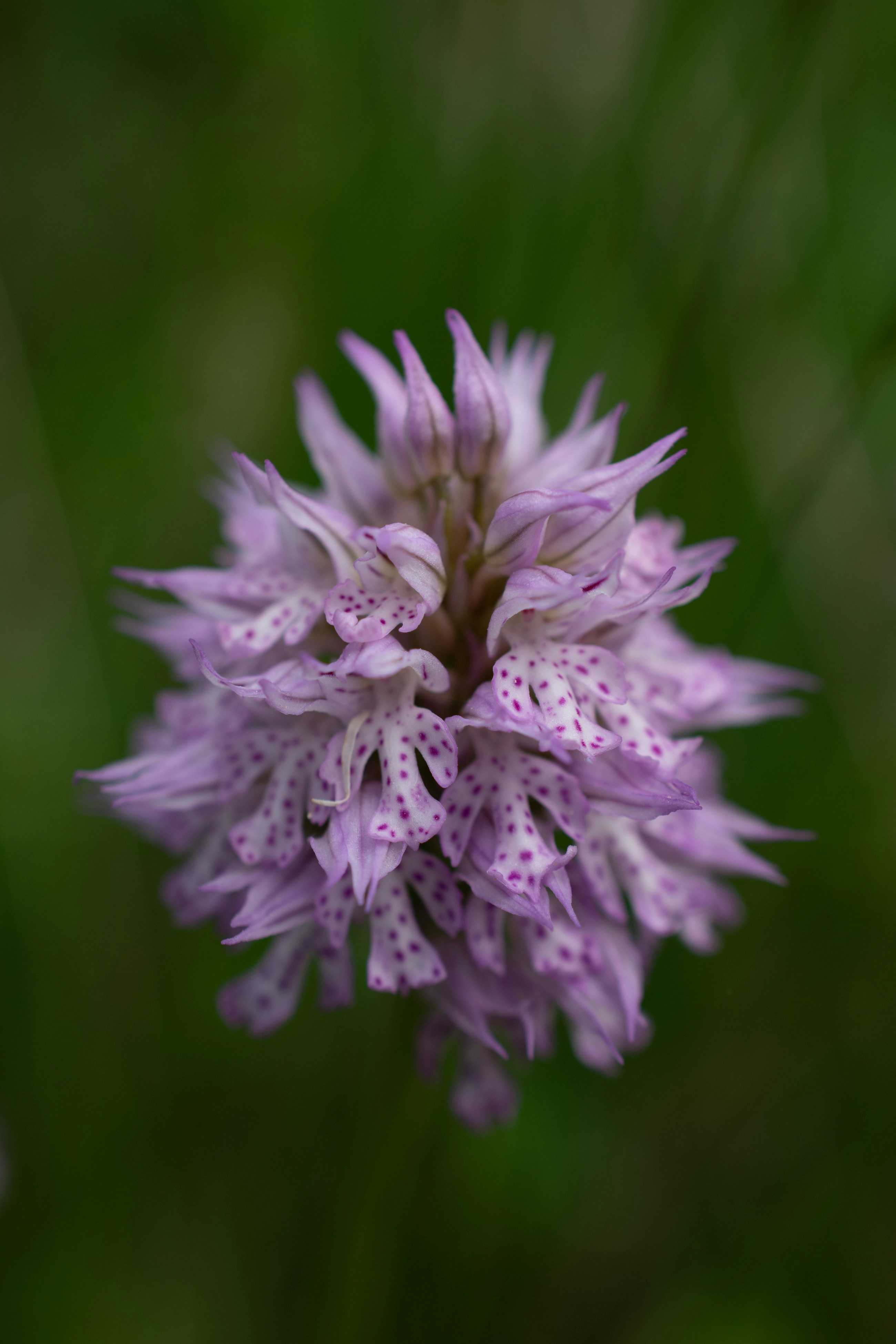 Photo by vjeblackbirdlion