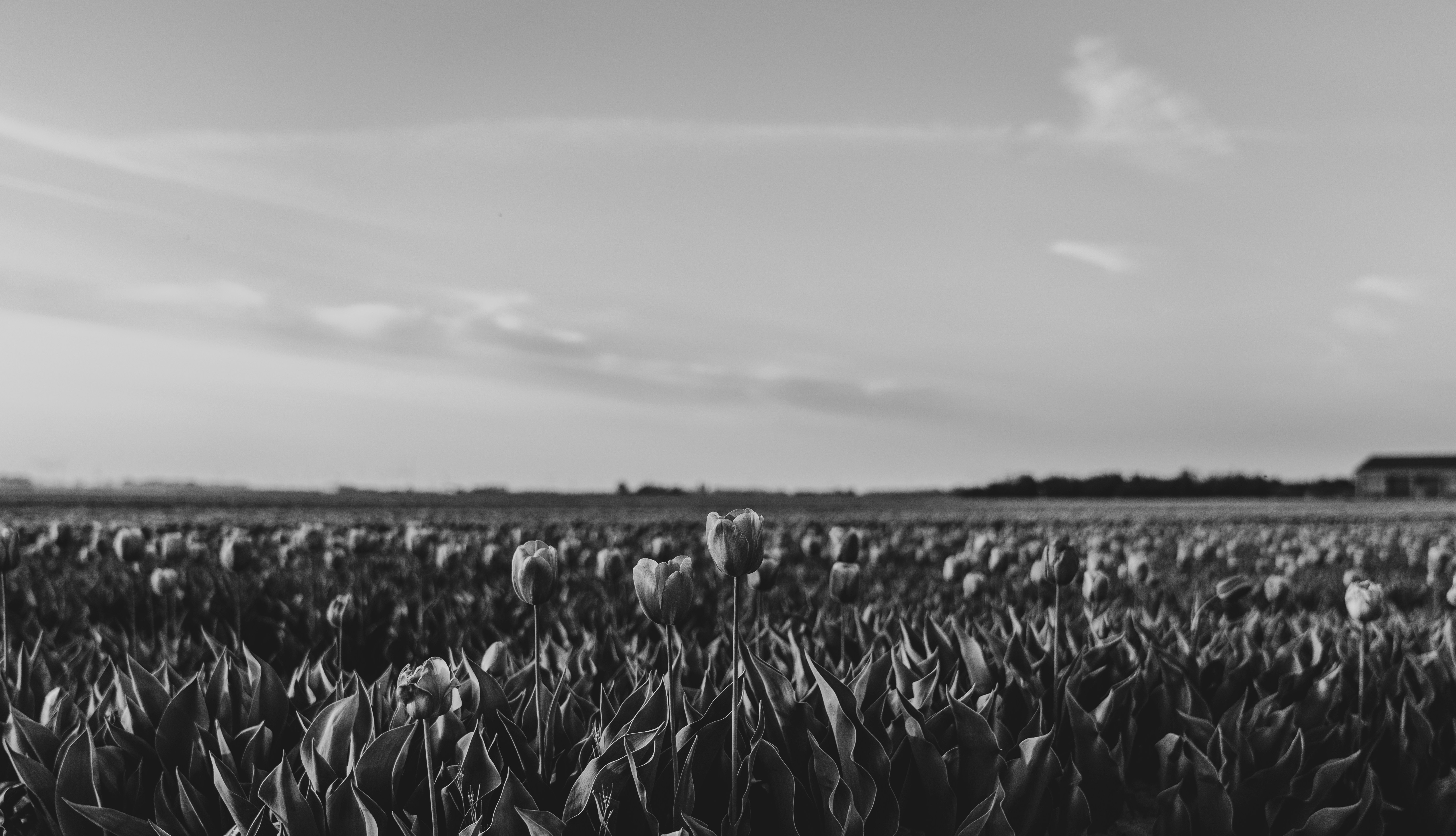 Ladang tulip di bawah langit mendung.