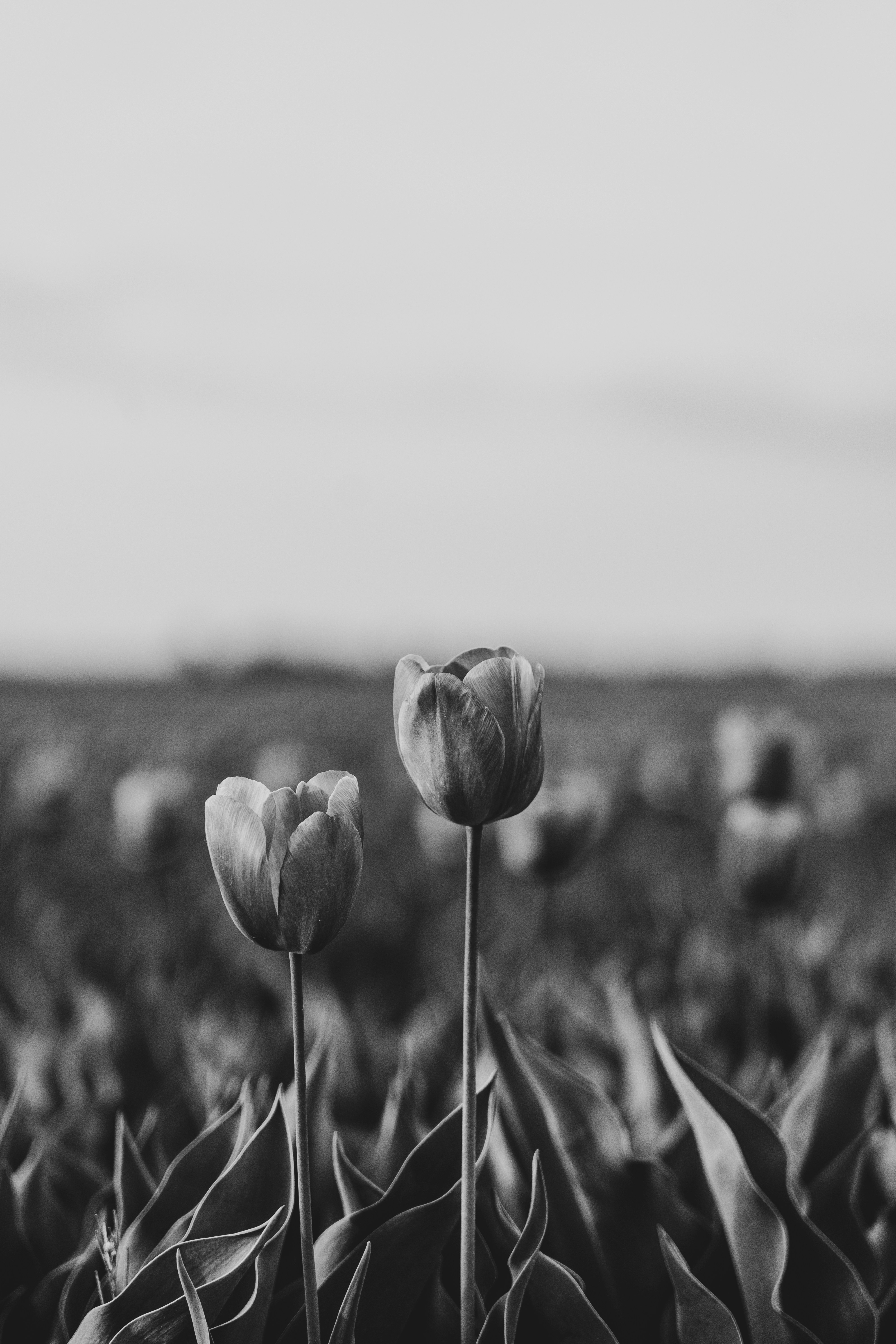 Dua tulip berdiri tegak di antara yang lain.