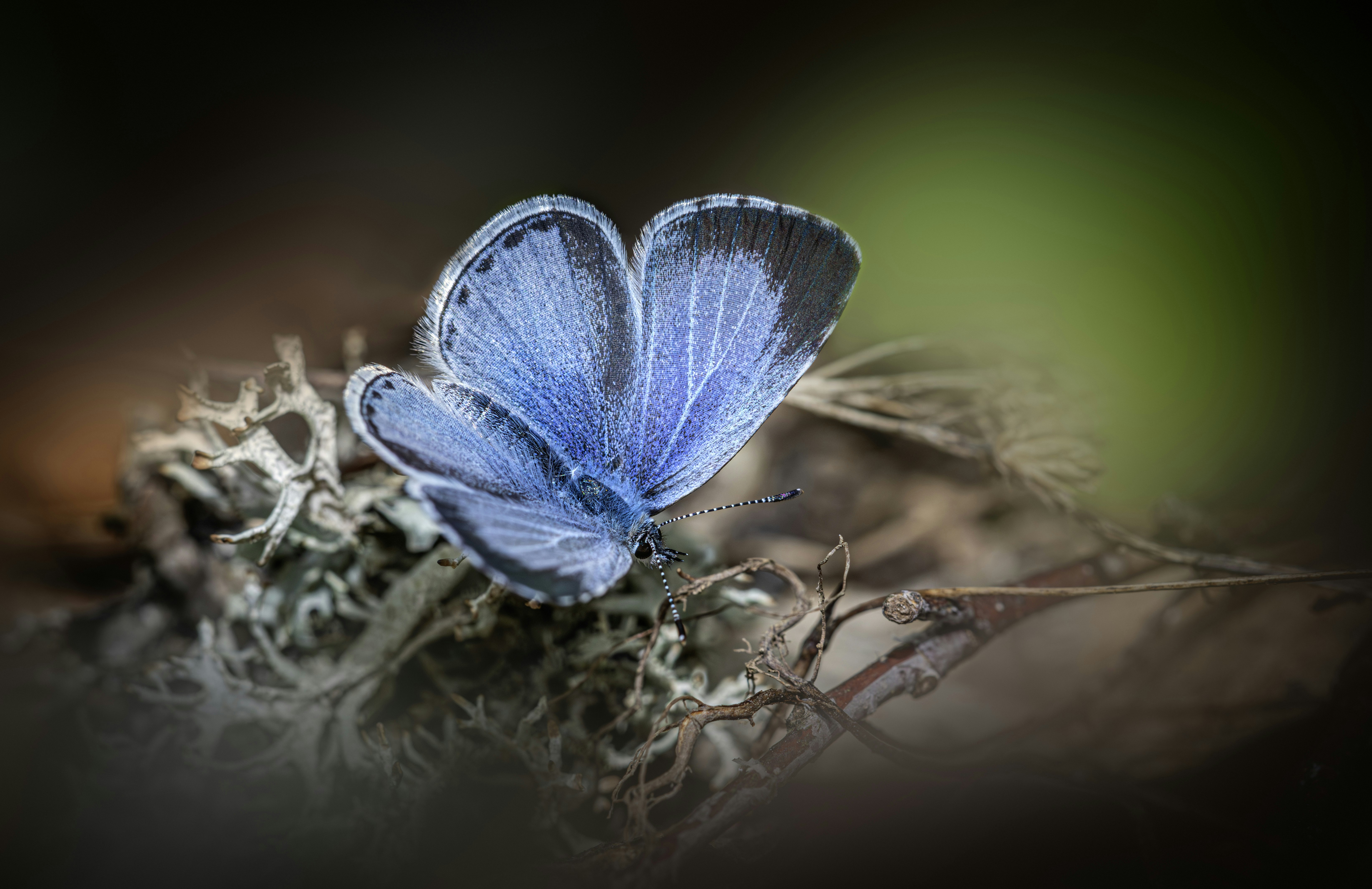 Photo by erik_karits