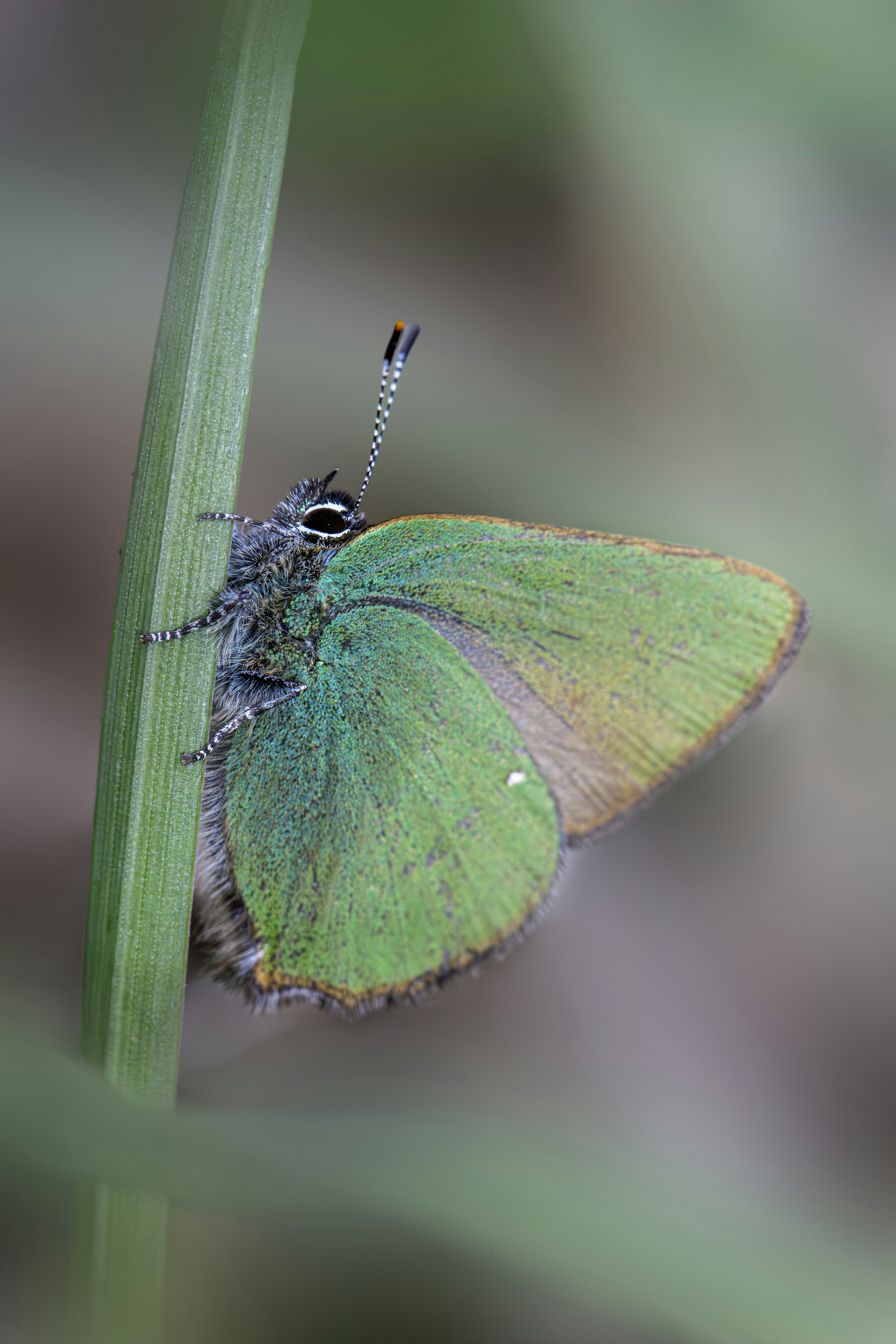 Photo by erik_karits