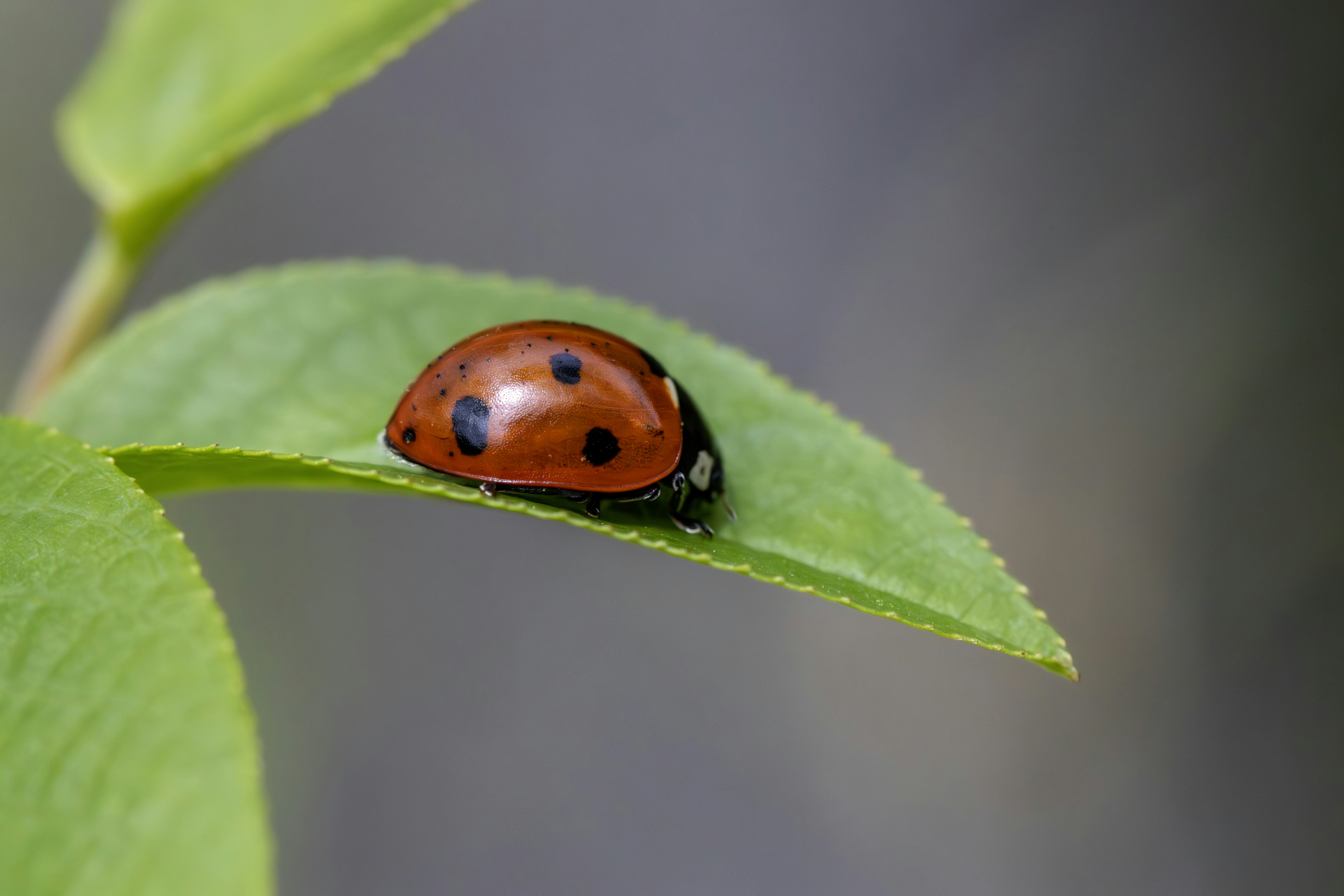 Photo by erik_karits