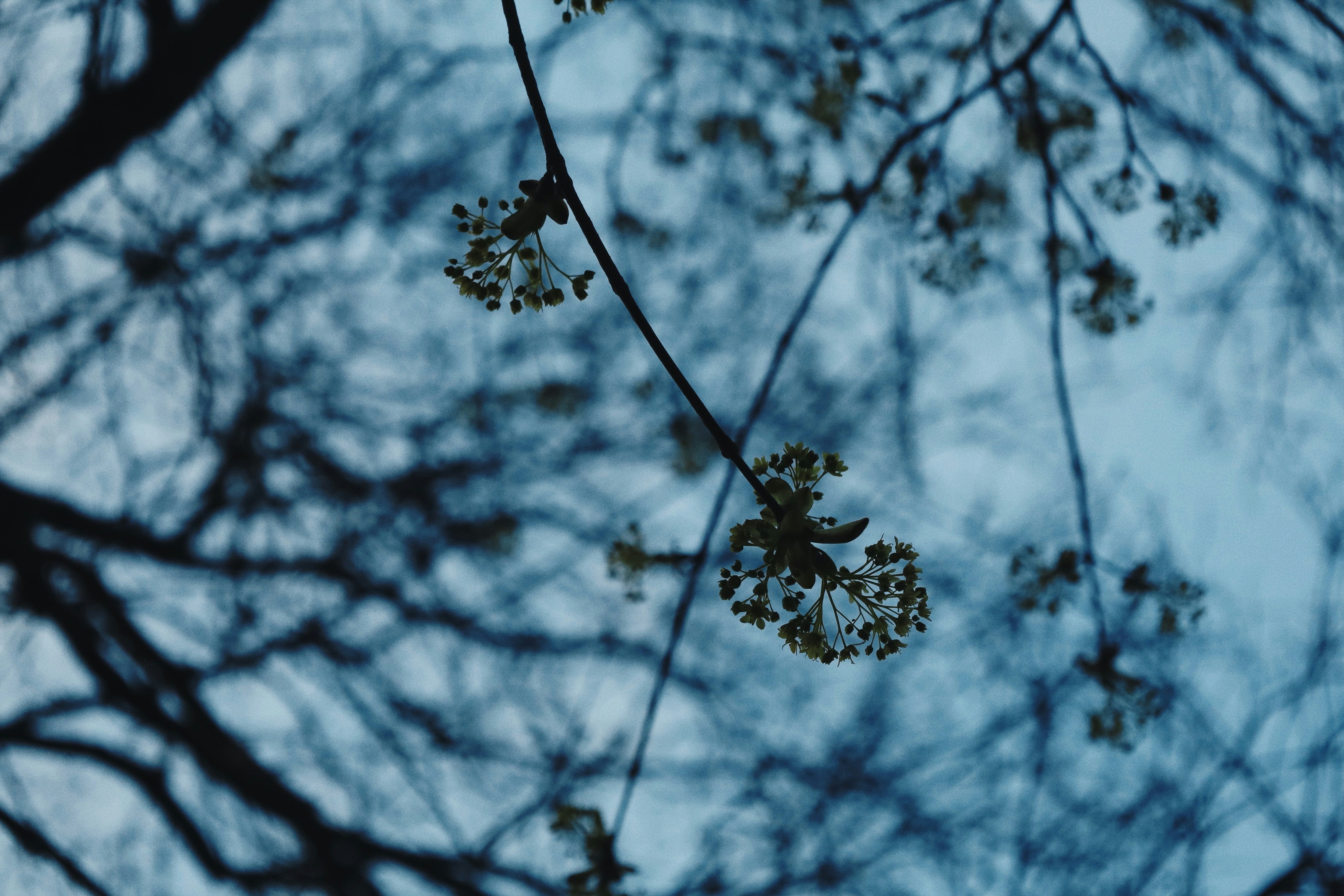 Branches with buds against a dusky blue sky.