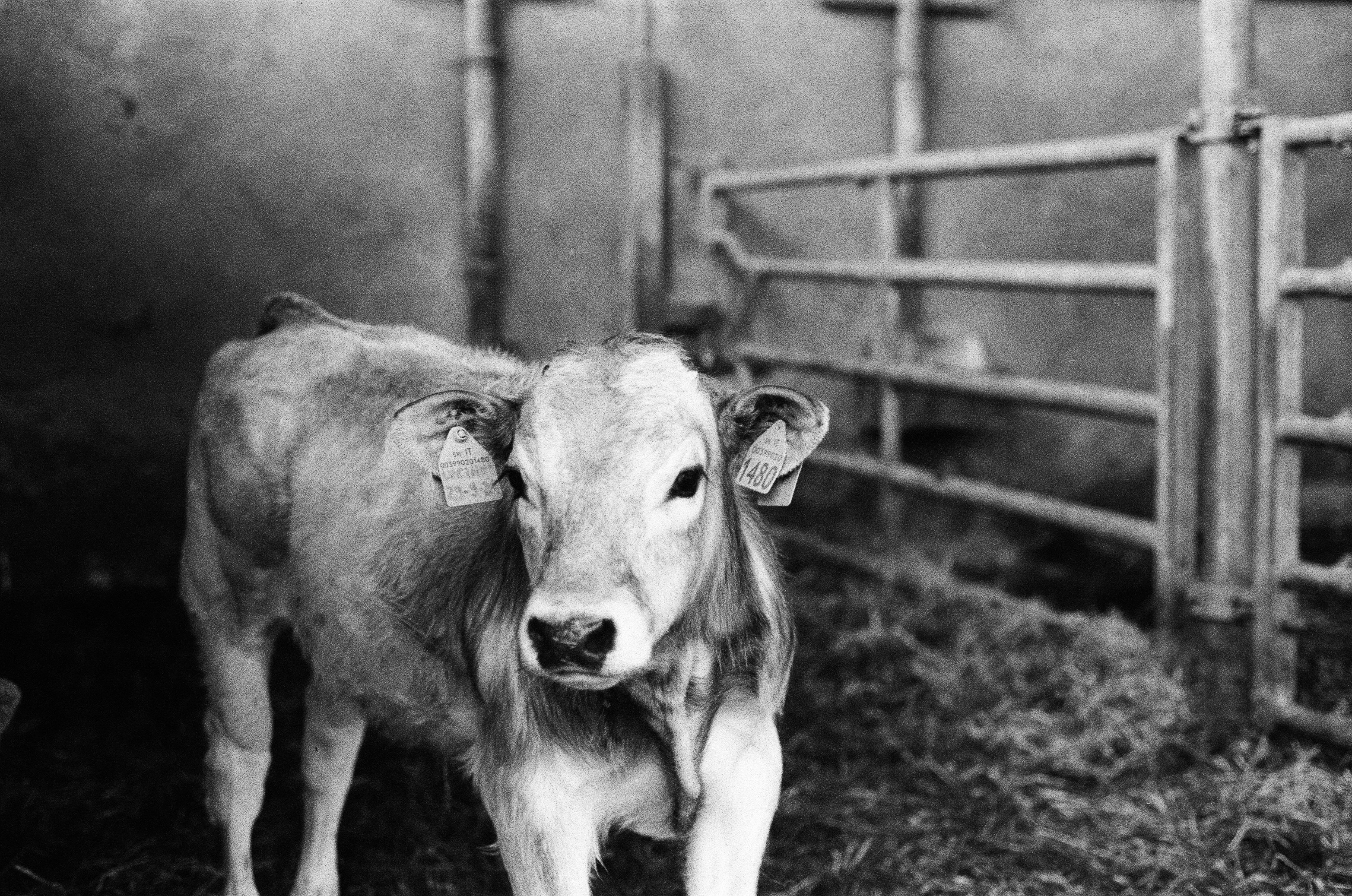 Fundo A Estrela Do Natal Brilha Sobre A Manjedoura Iluminando O Bebê Jesus  Maria E José, image size:3000x1989