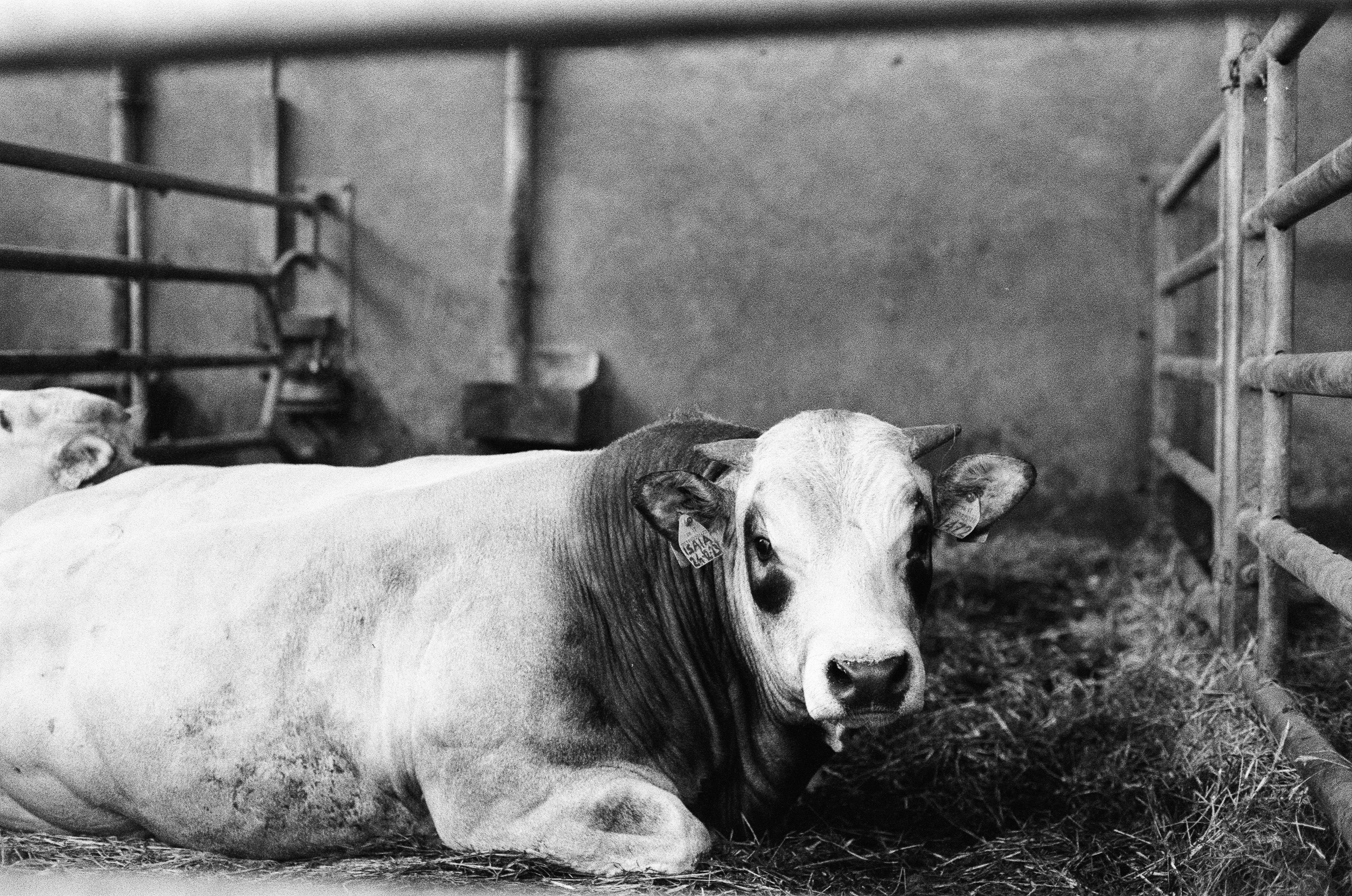 Casamento No Celeiro Rj | TikTok, image size:3000x1989