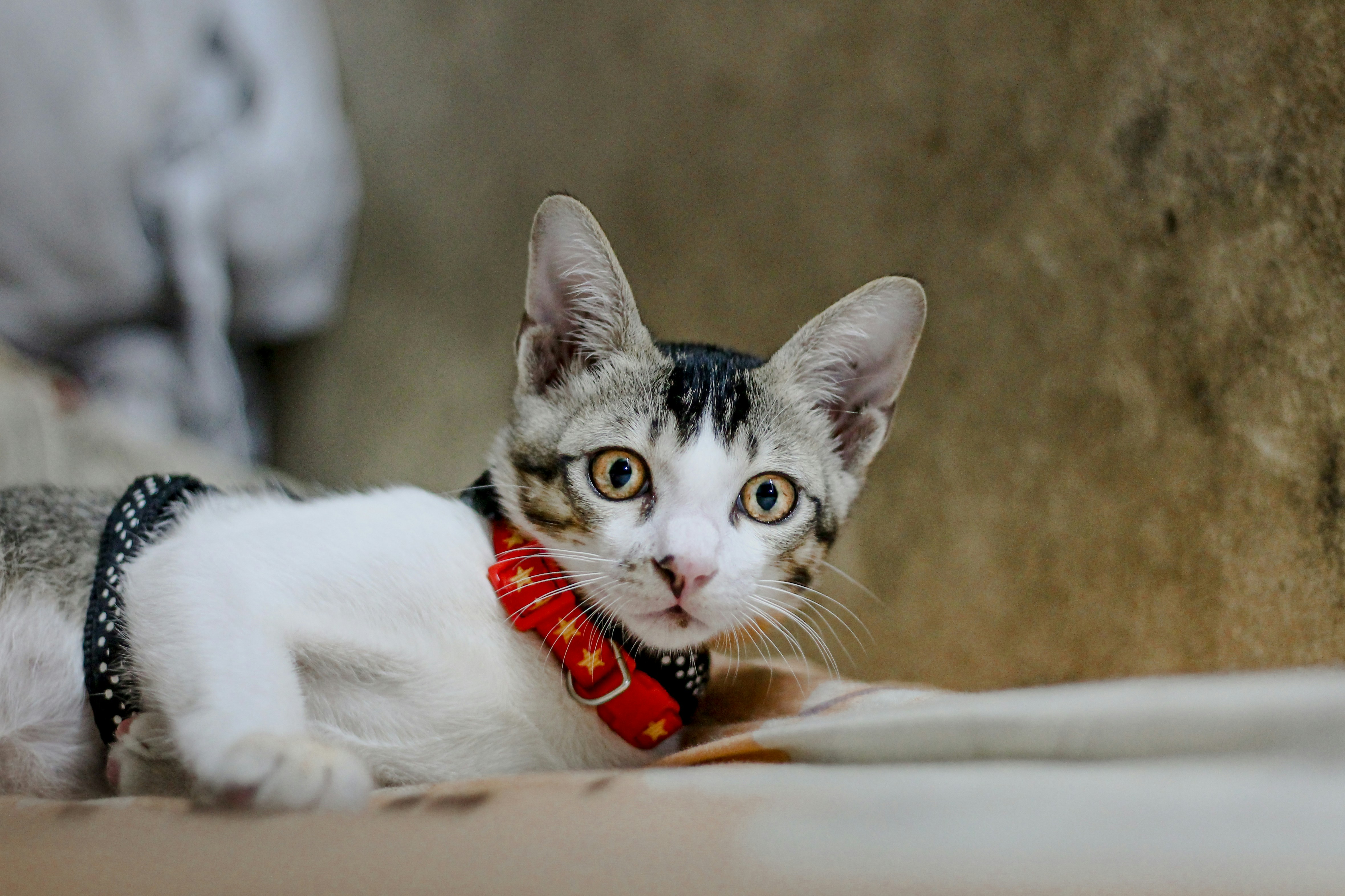 A cute cat with big eyes and a red collar.