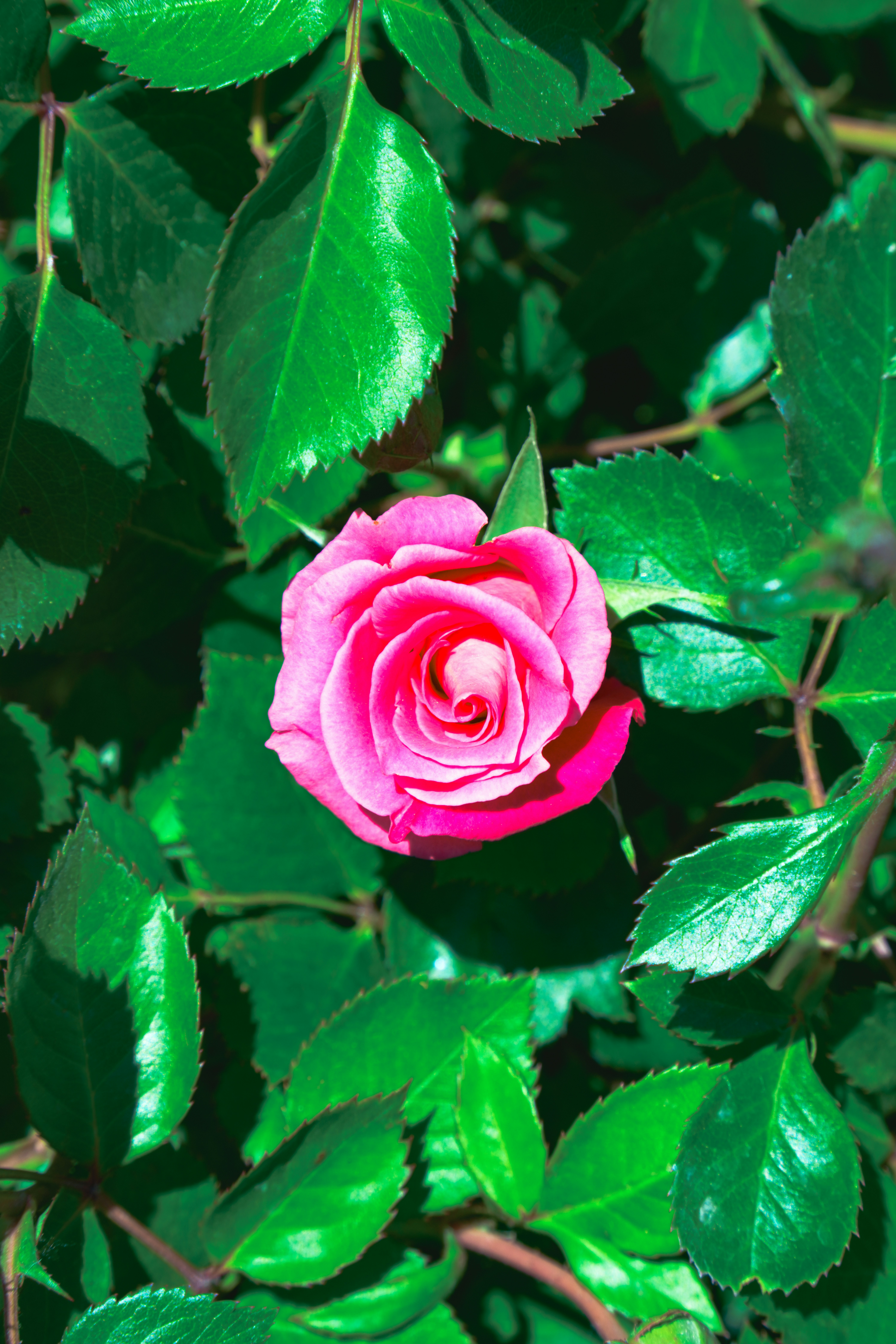 Photo by hattrick1996