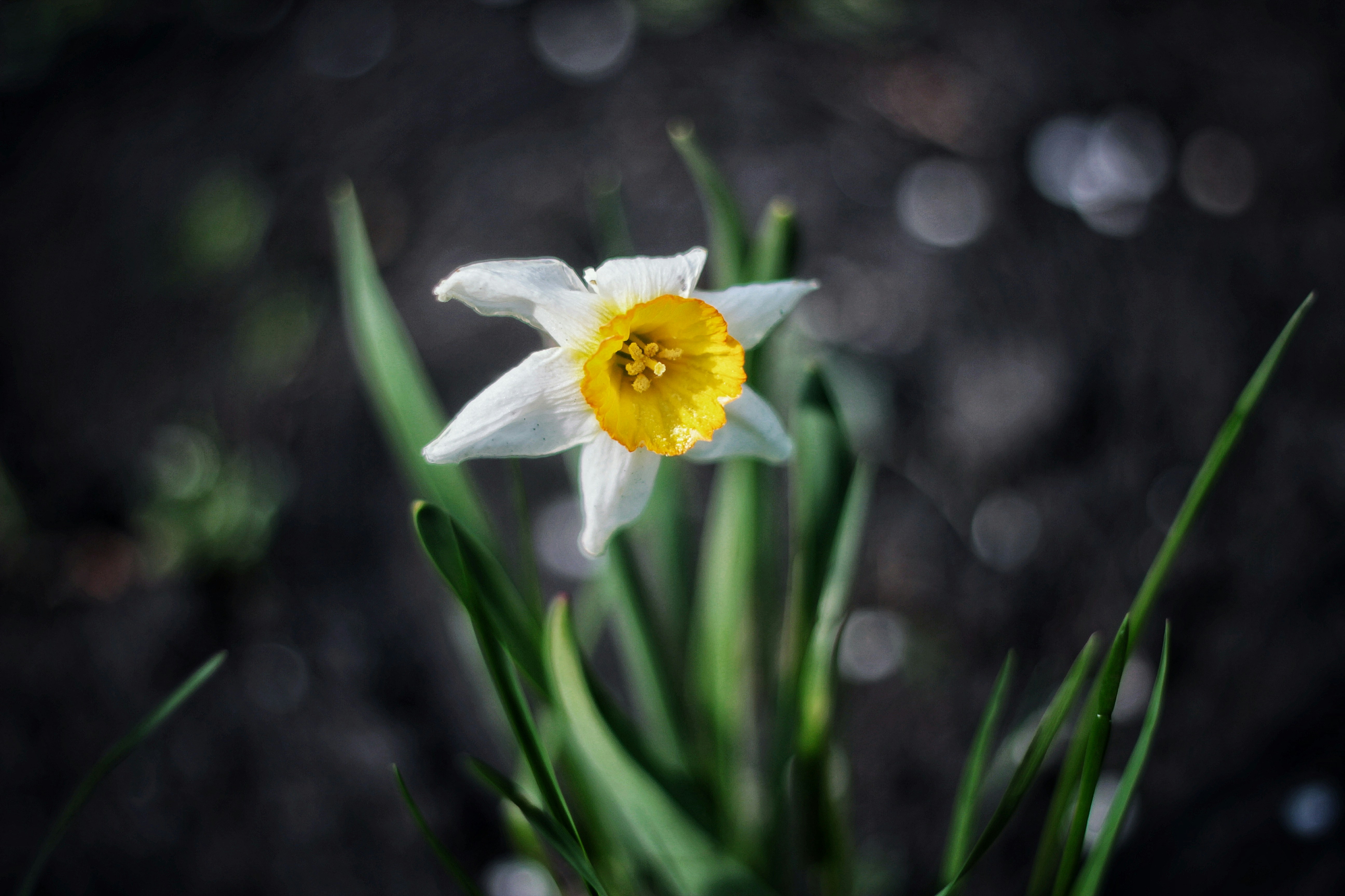 A beautiful daffodil blooming in the garden.