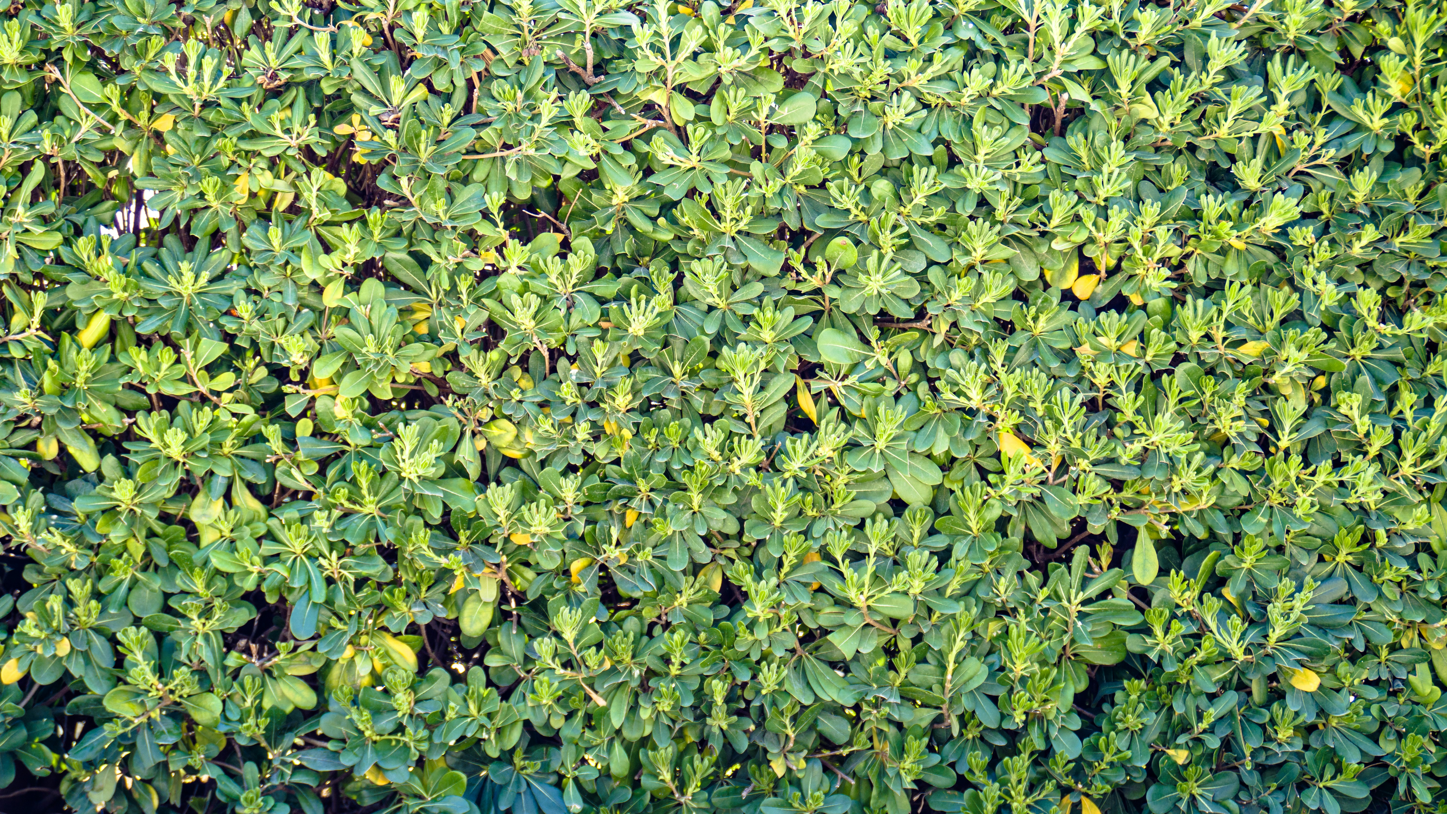Green foliage, possibly a hedge, fills the frame.