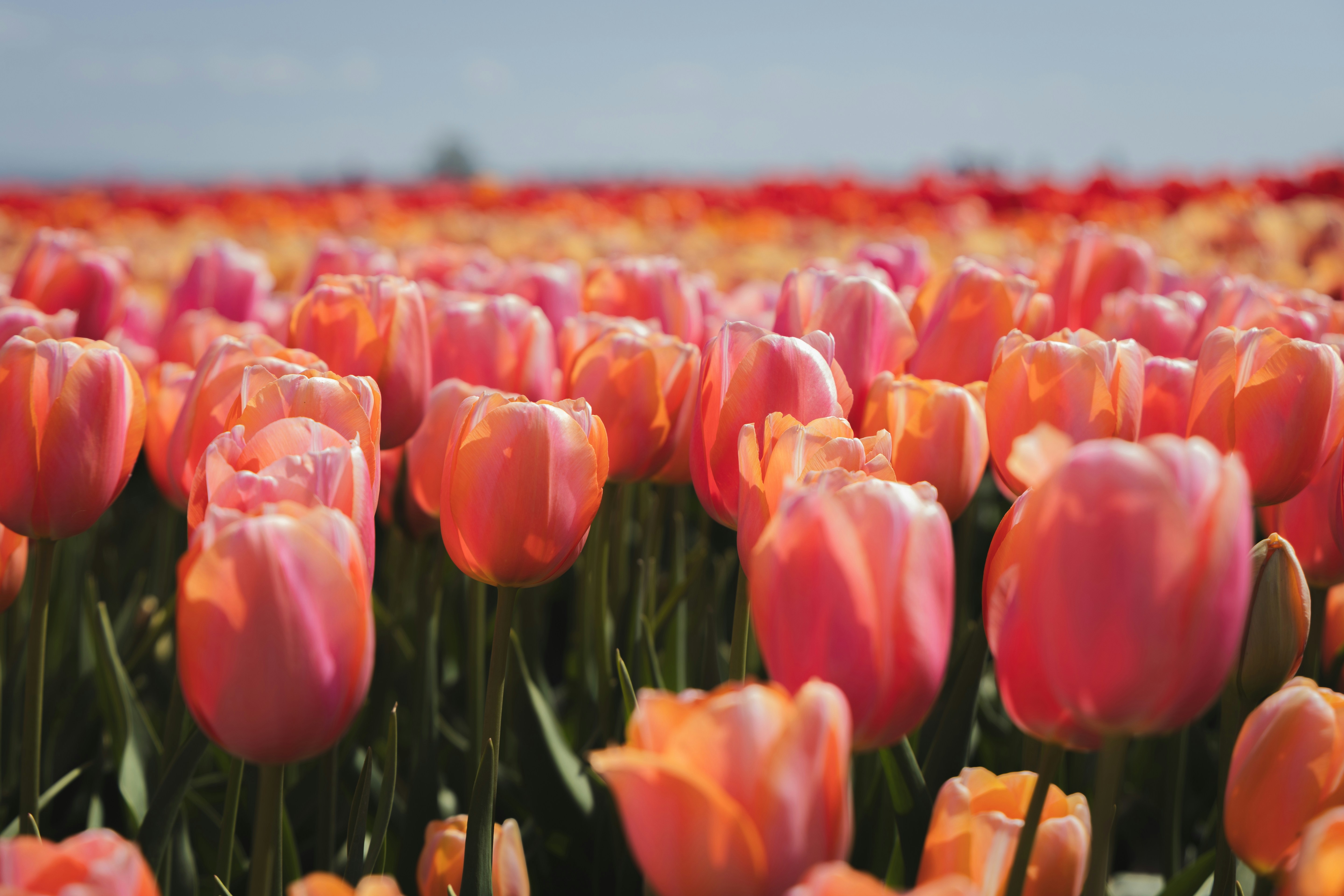 Photo by nishitmehta