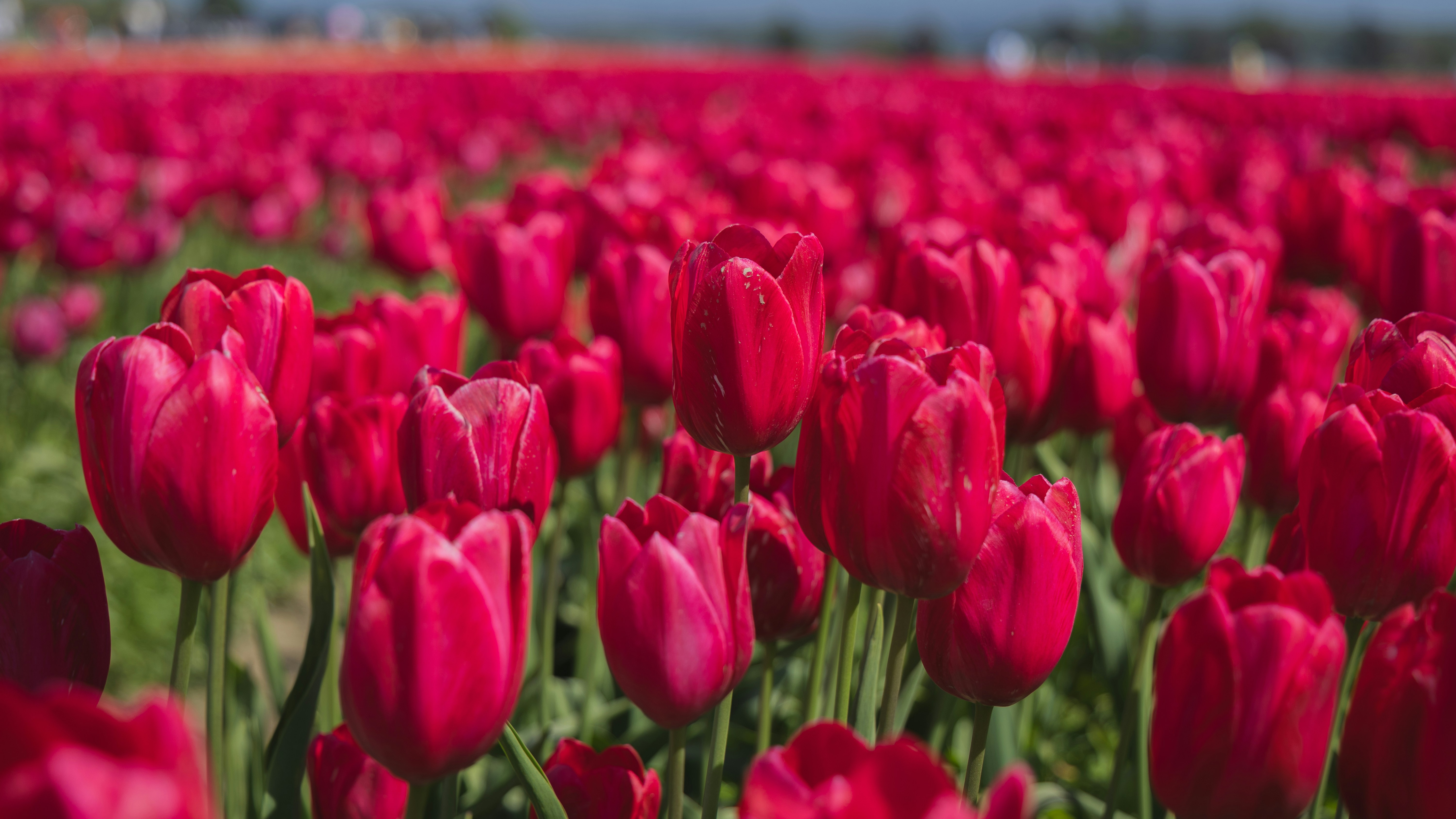 Photo by nishitmehta