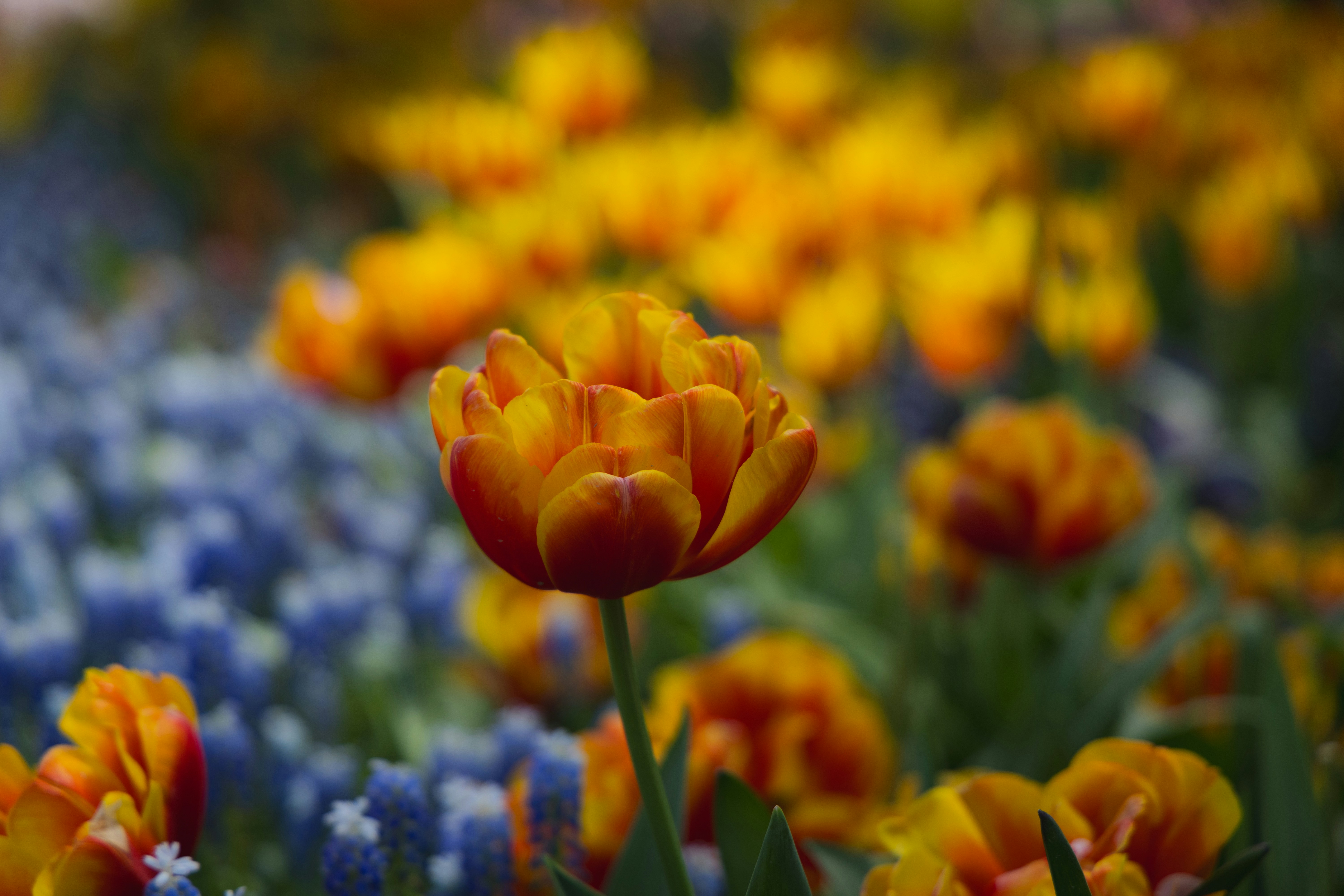 Photo by nishitmehta