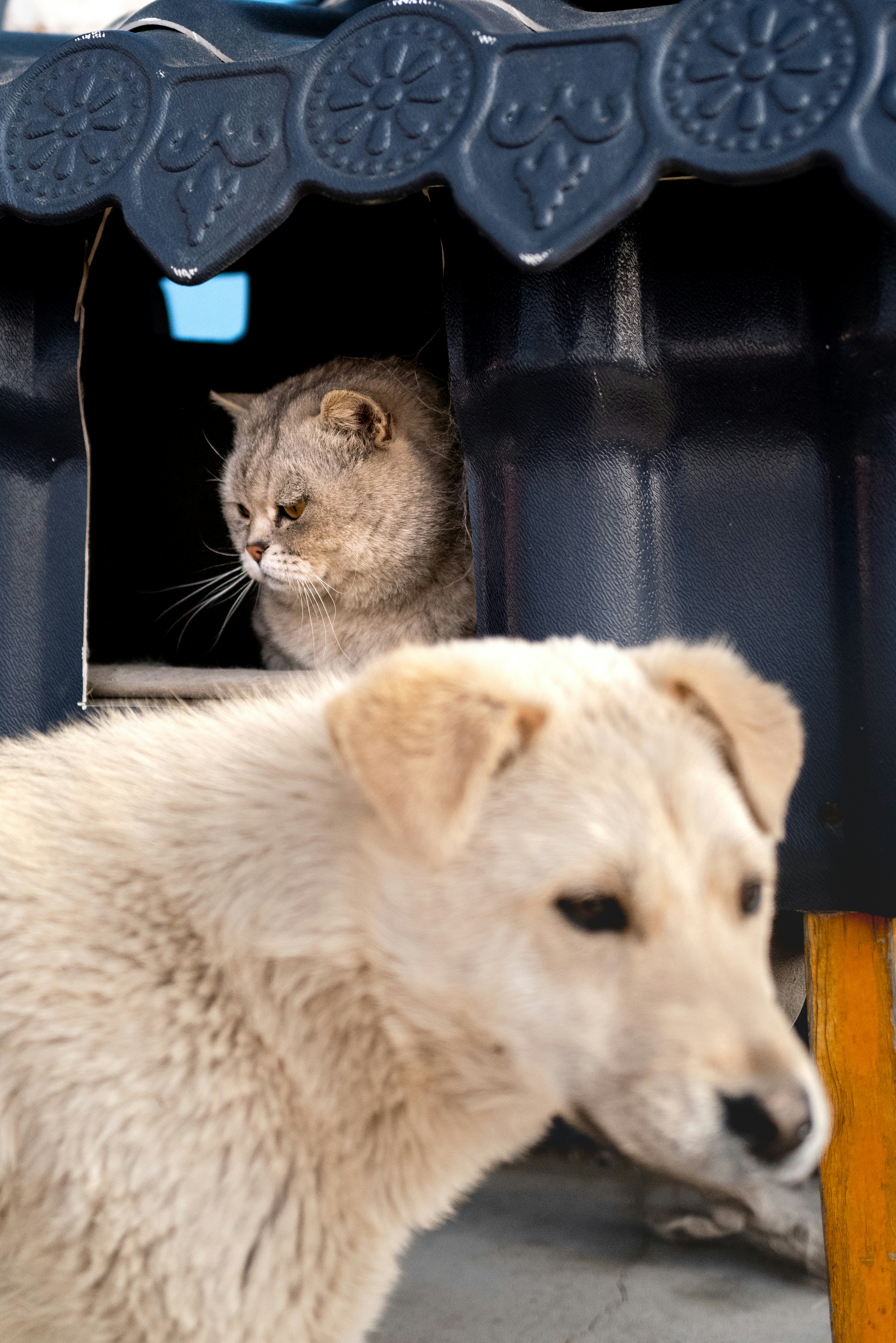 Rescue Stories That Inspire (image credits: unsplash)