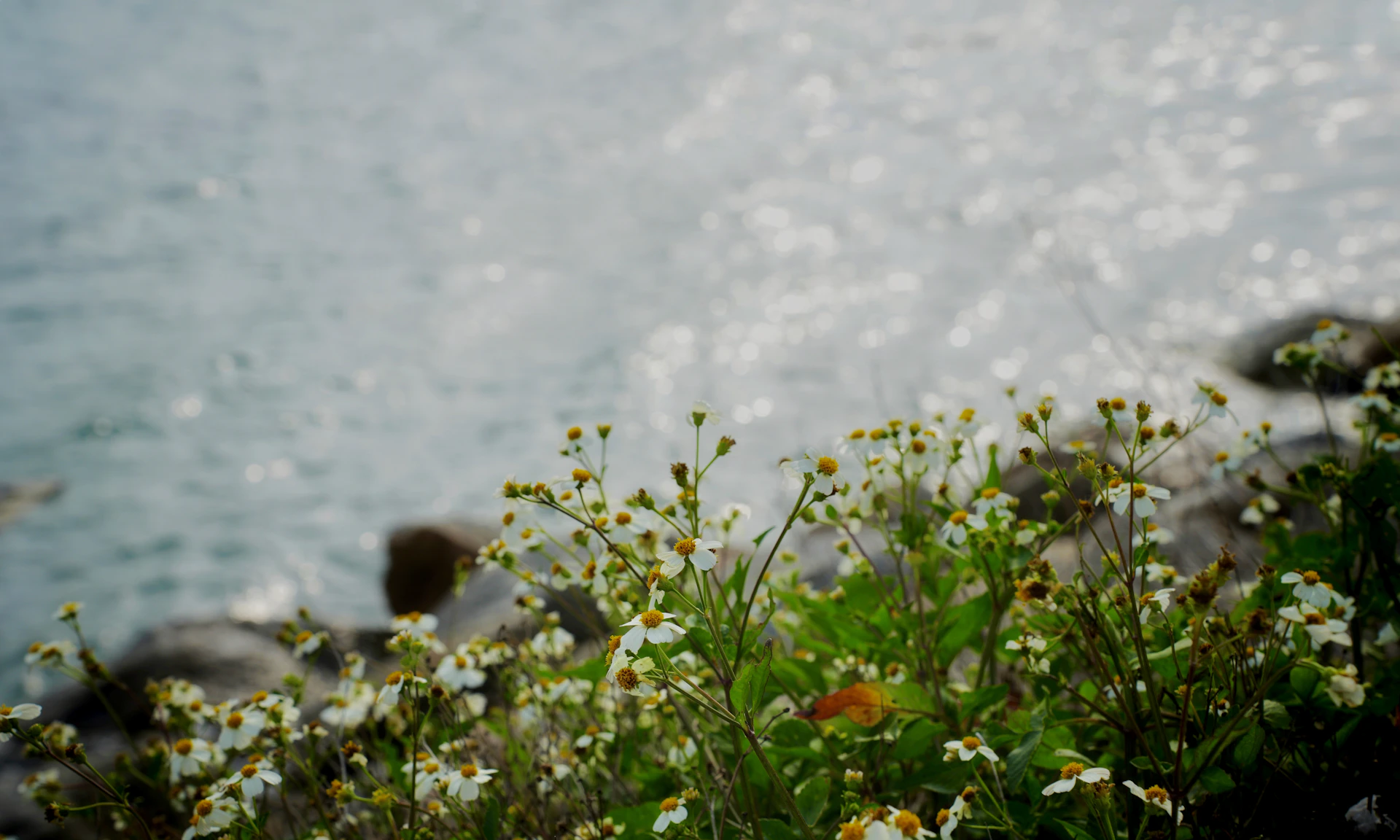 Flowers bloom near the ocean's shimmering surface.