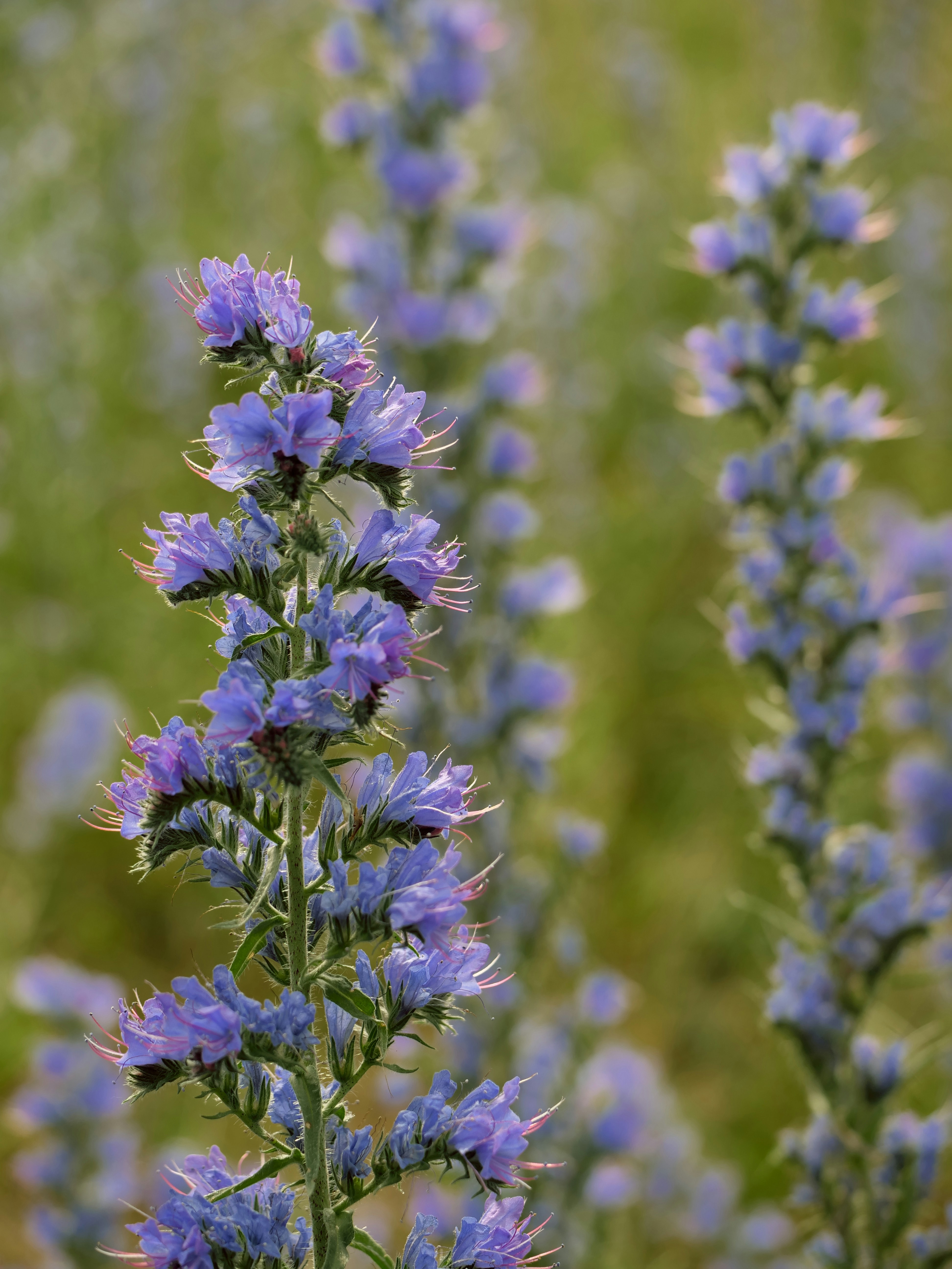 Photo by balmy_sunset