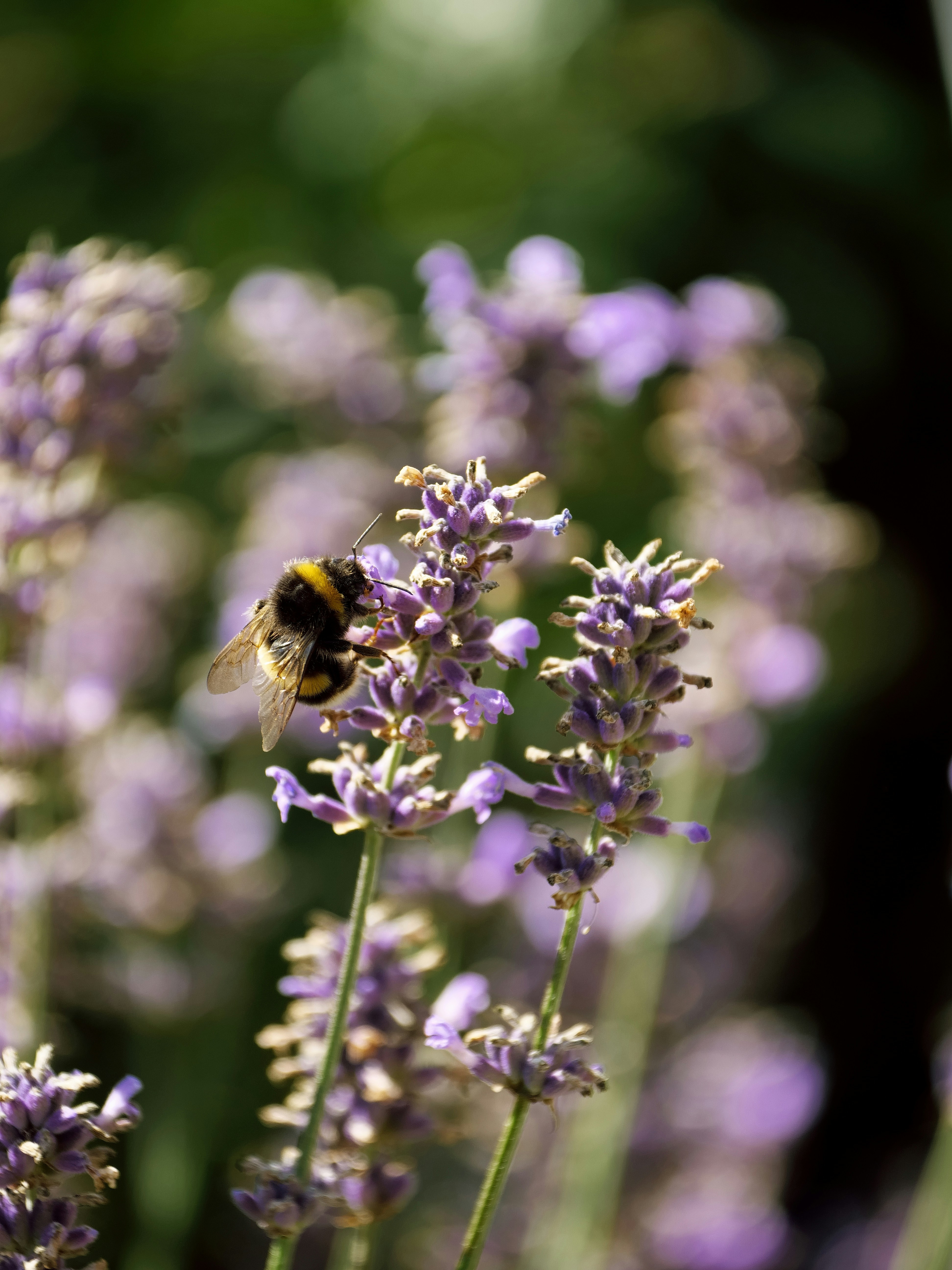 Photo by balmy_sunset