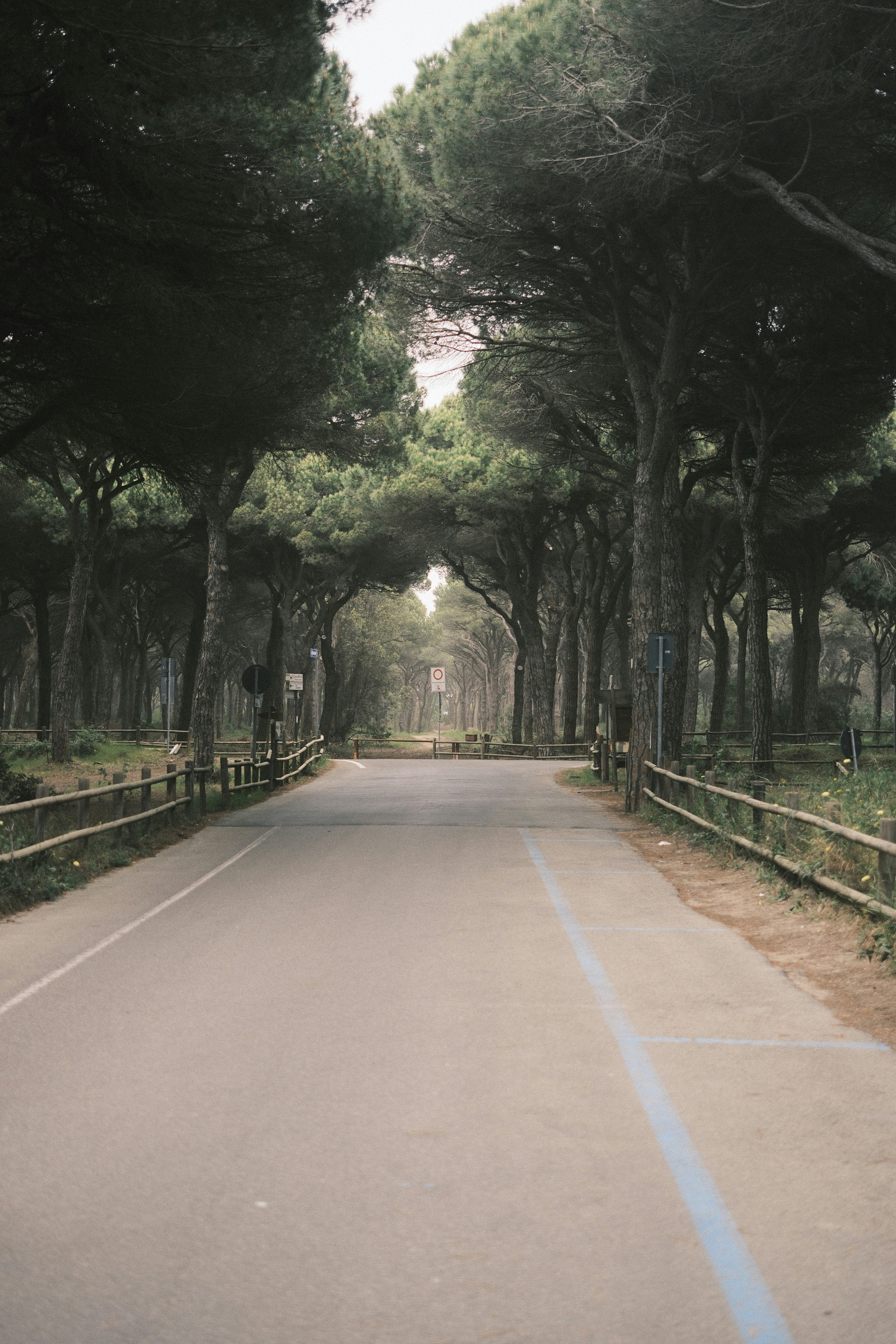 A road curves through tall trees in a forest.