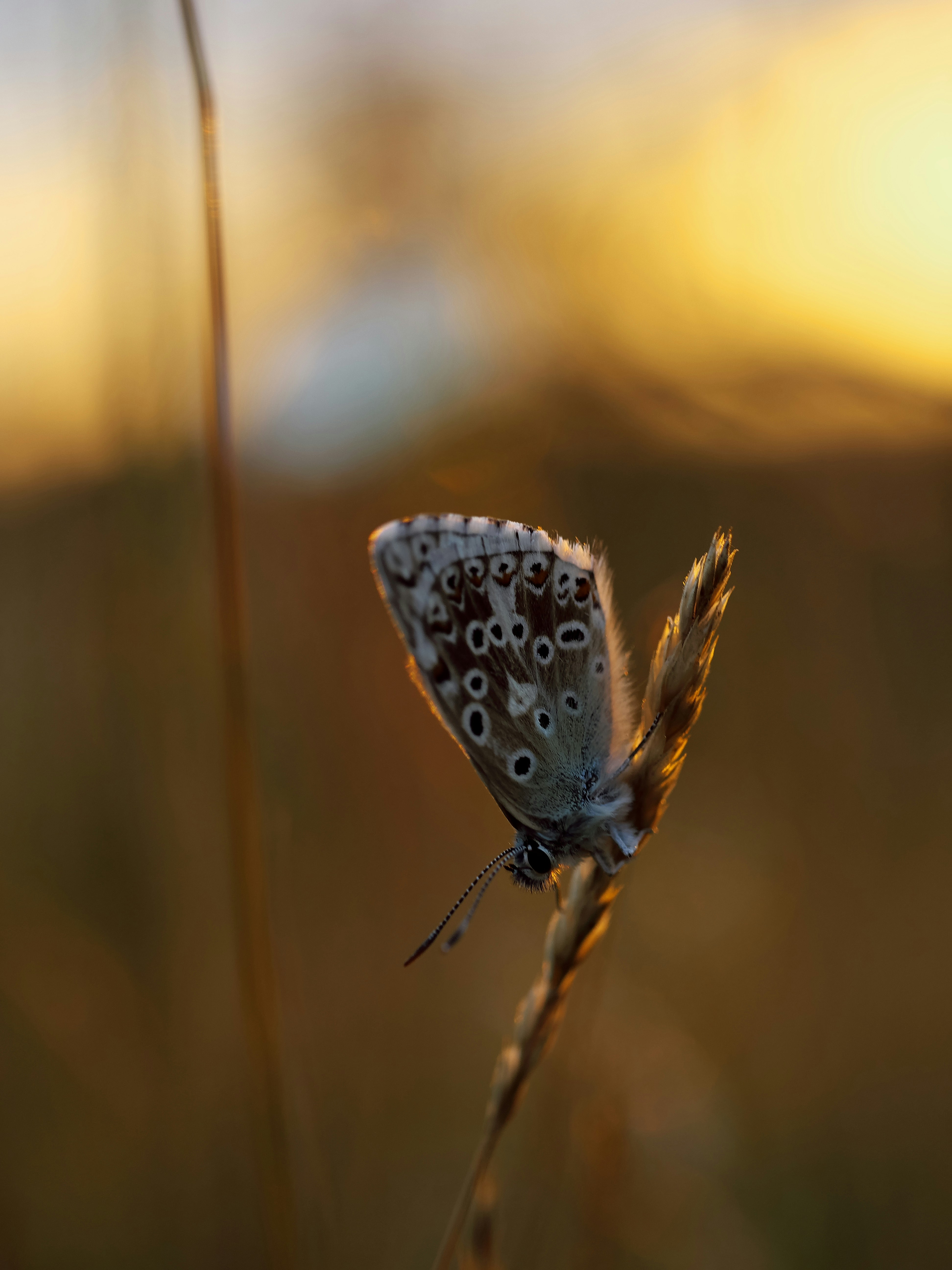 Photo by balmy_sunset